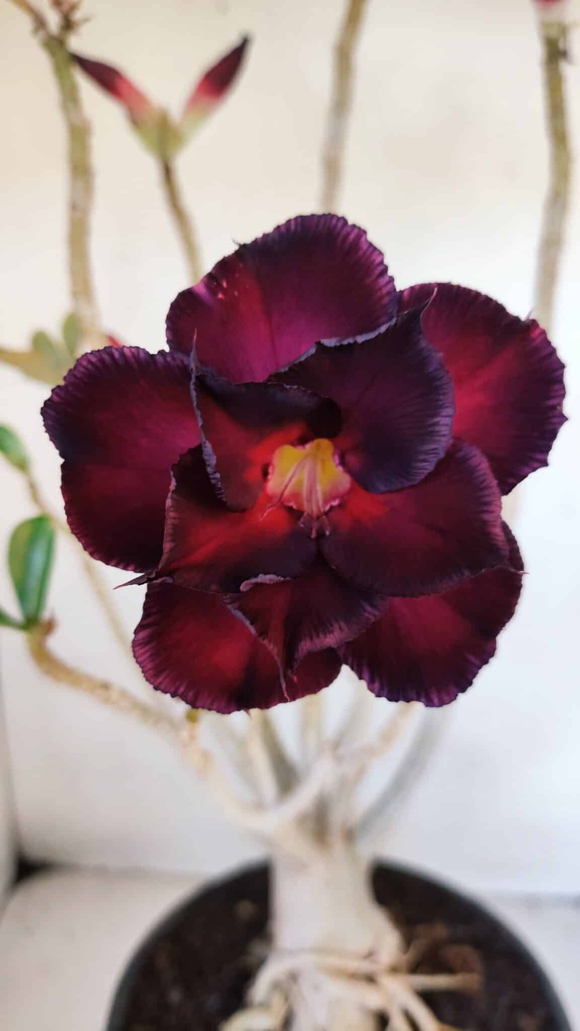 Planta Dobrada 3228 – 50cm – 04 anos