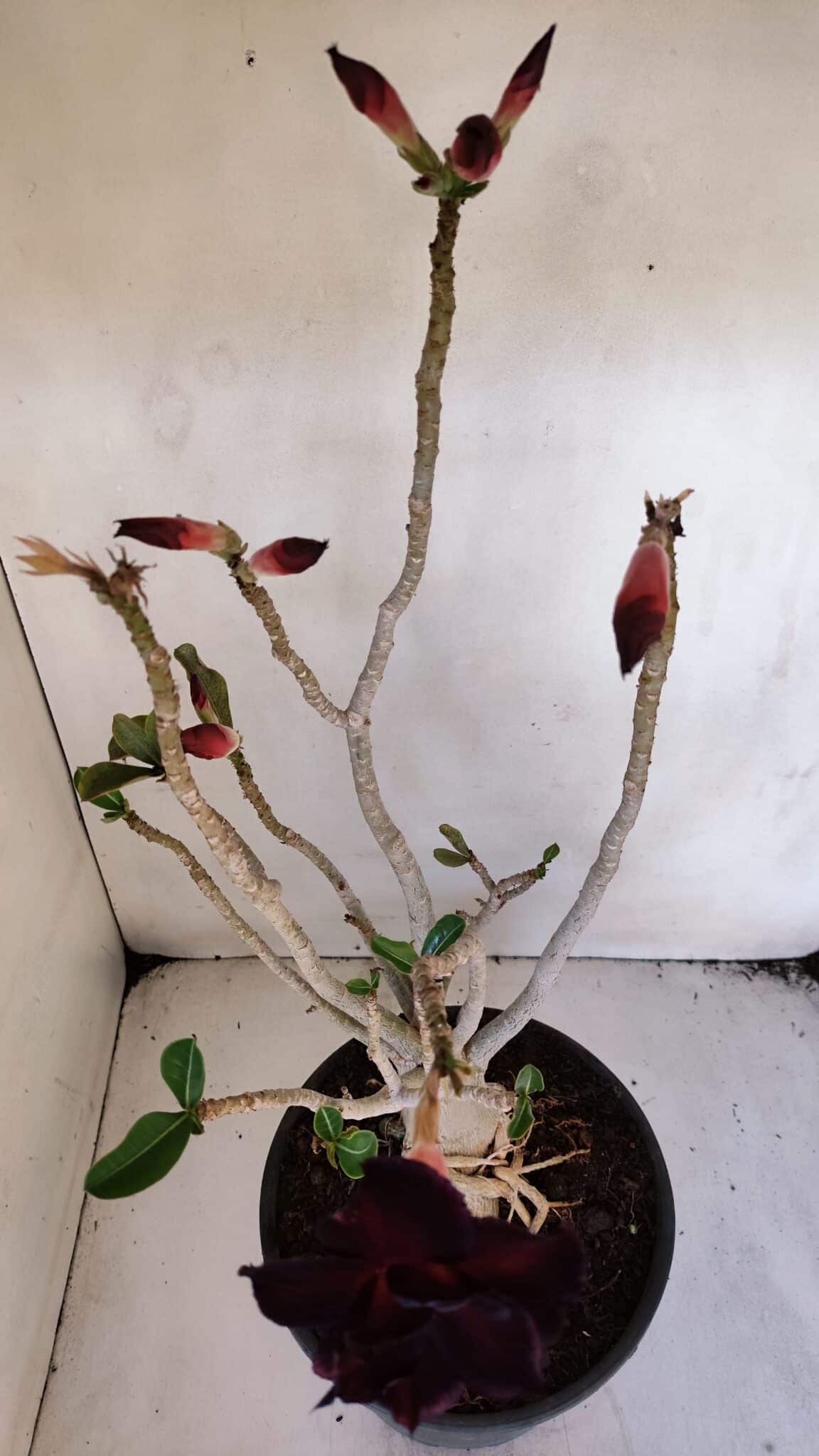 Planta Dobrada 3228 – 50cm – 04 anos