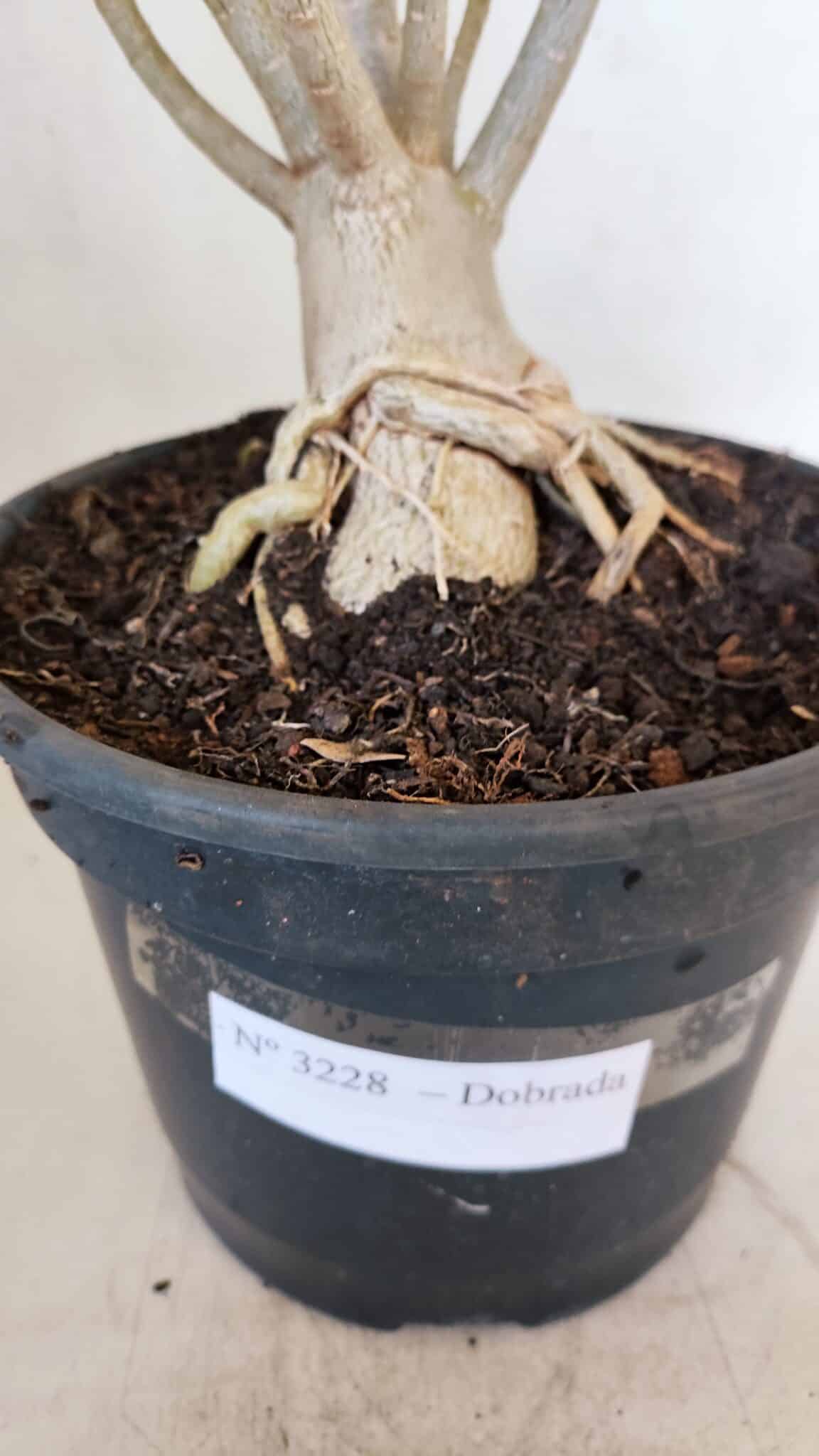 Planta Dobrada 3228 – 50cm – 04 anos
