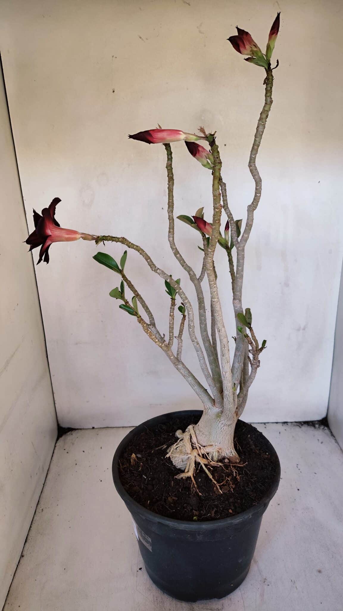 Planta Dobrada 3228 – 50cm – 04 anos
