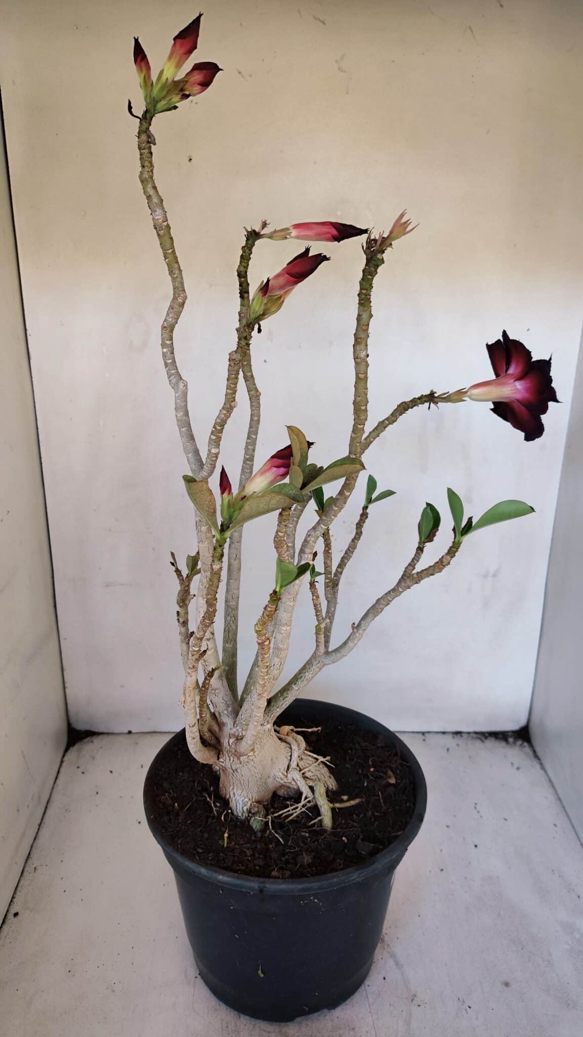 Planta Dobrada 3228 – 50cm – 04 anos