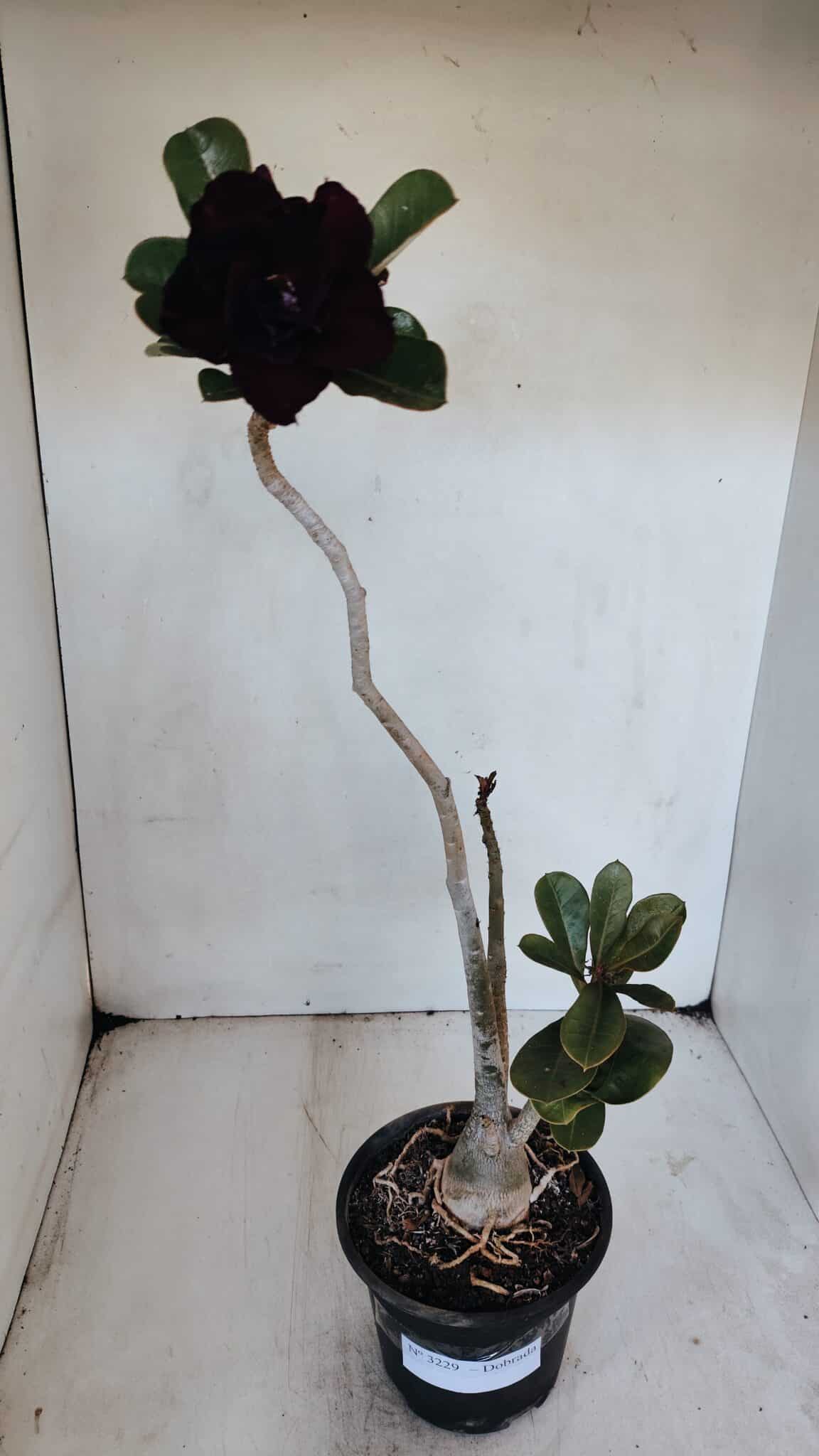 Planta Dobrada 3229 – 40cm – 03 anos