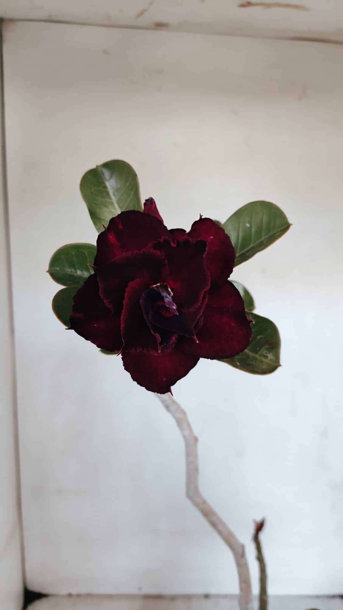 Planta Dobrada 3229 – 40cm – 03 anos