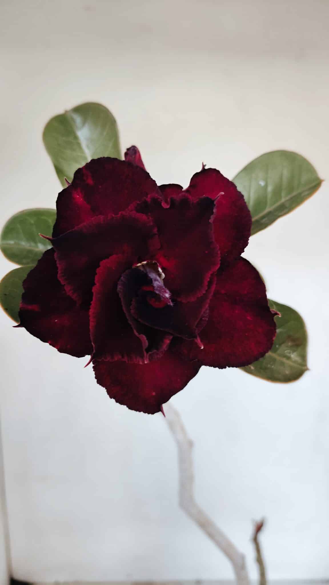 Planta Dobrada 3229 – 40cm – 03 anos