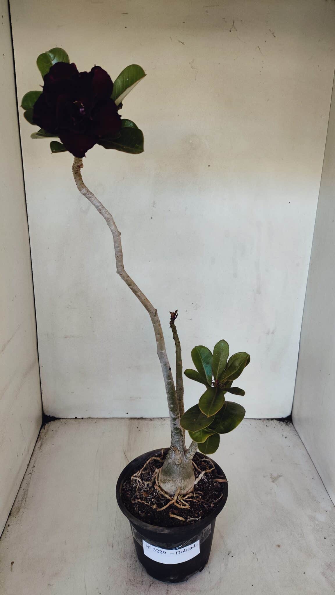Planta Dobrada 3229 – 40cm – 03 anos