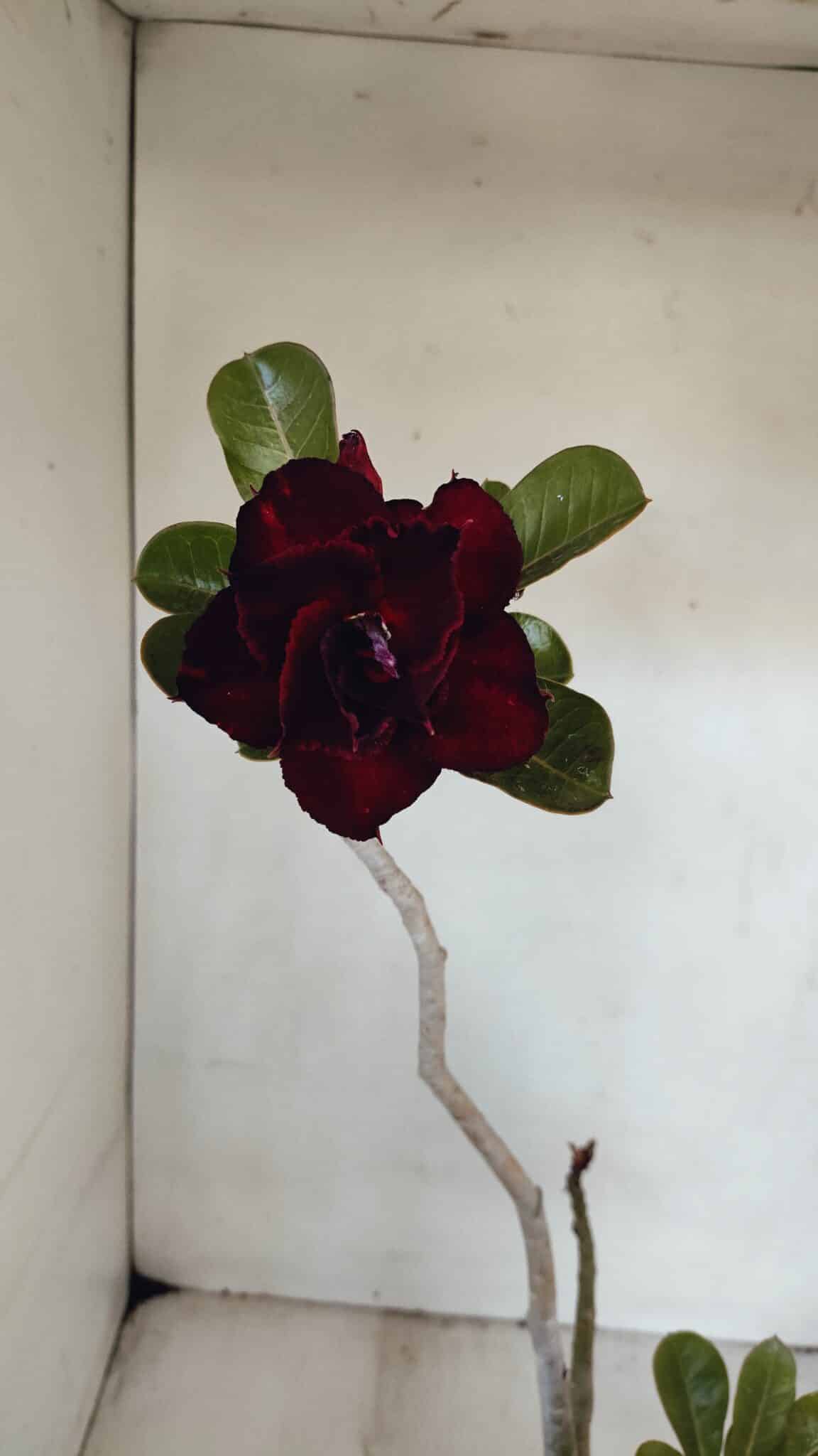 Planta Dobrada 3229 – 40cm – 03 anos