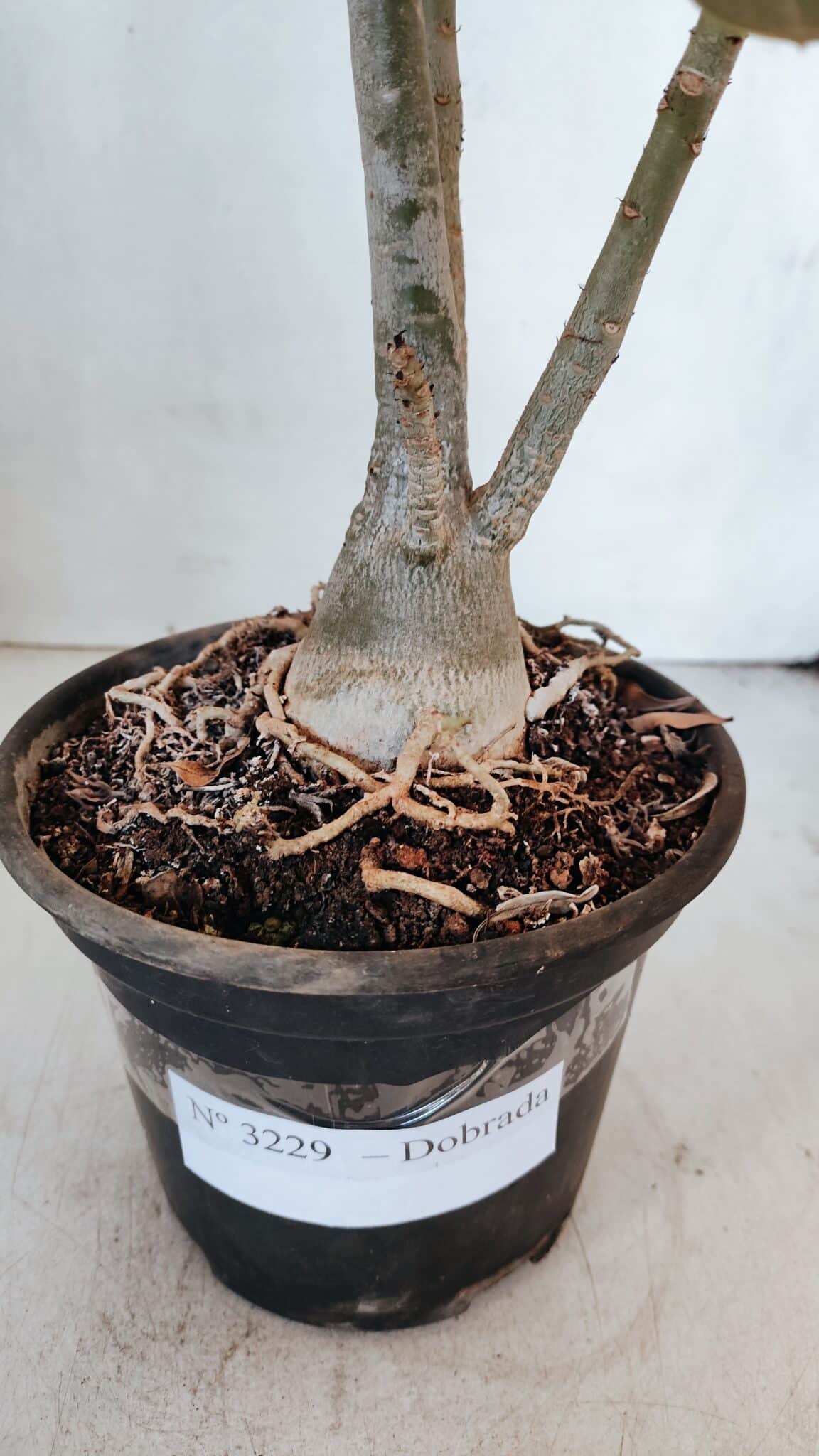 Planta Dobrada 3229 – 40cm – 03 anos