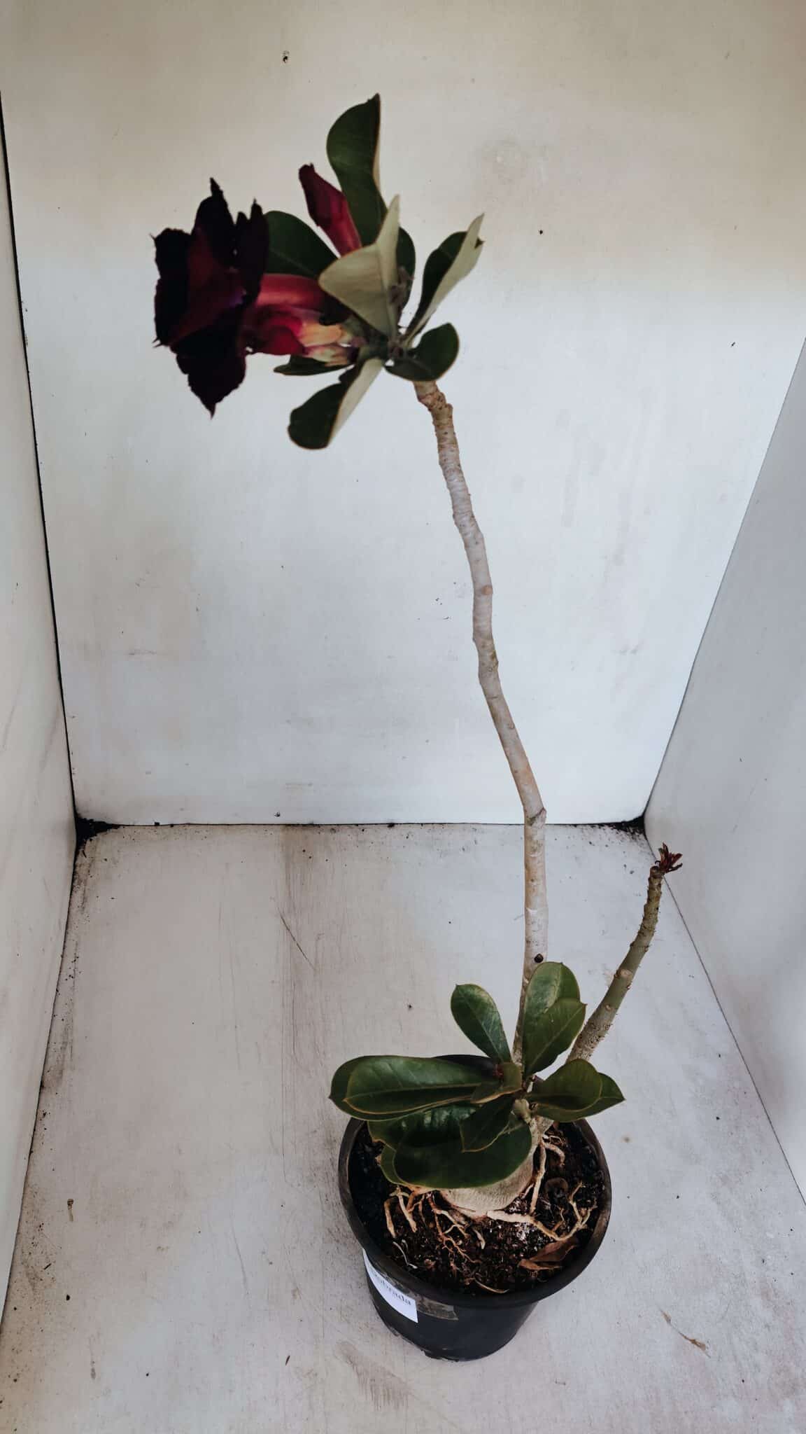 Planta Dobrada 3229 – 40cm – 03 anos