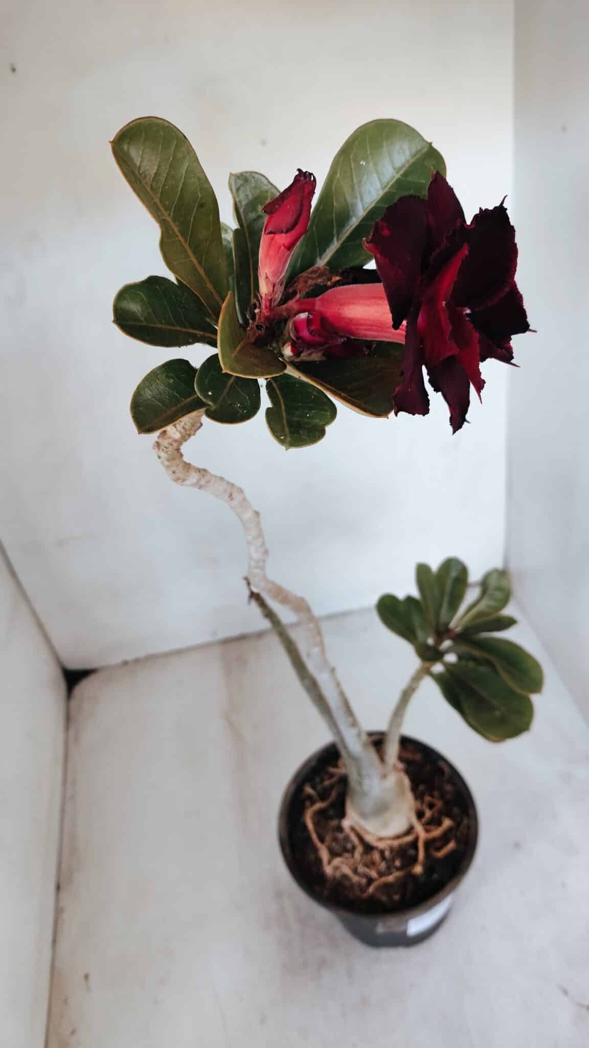Planta Dobrada 3229 – 40cm – 03 anos