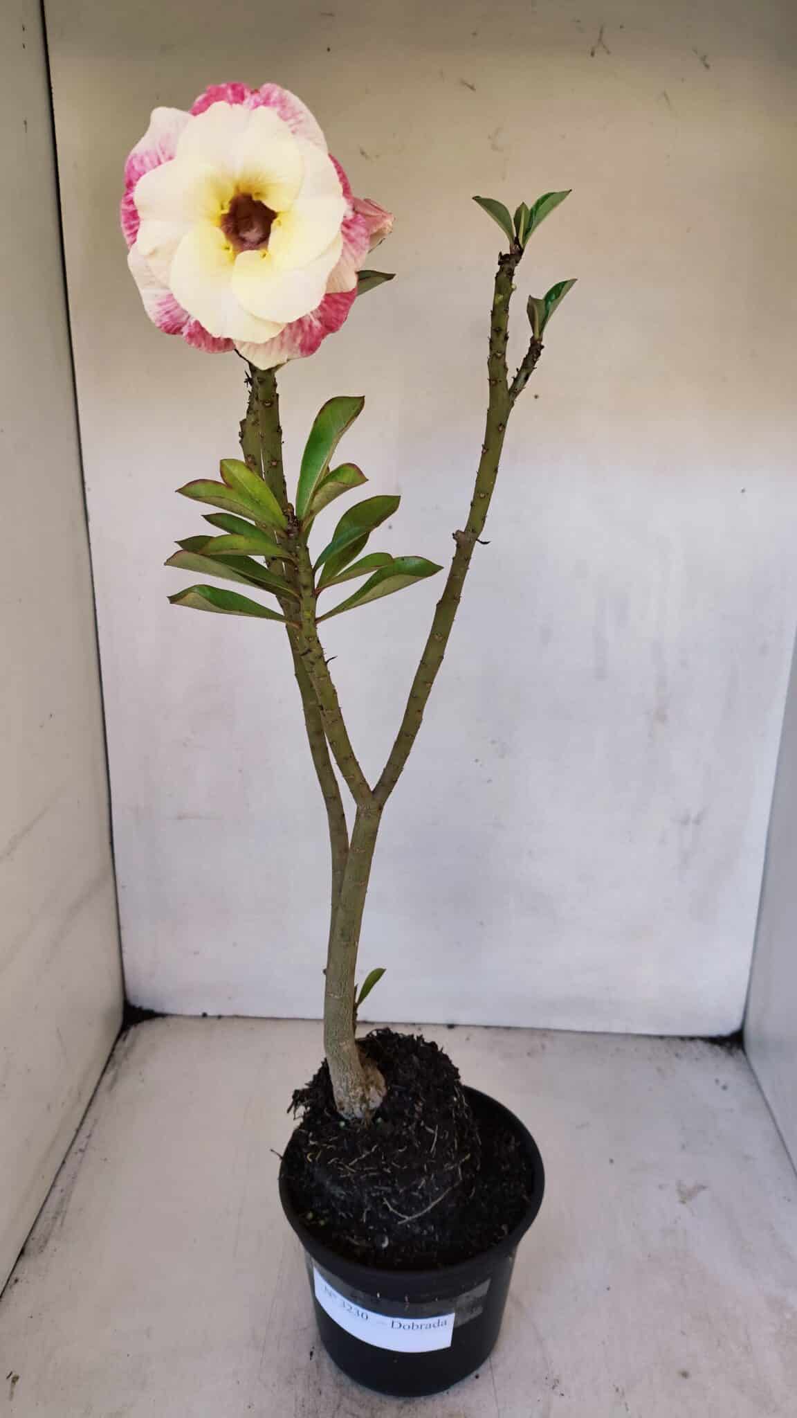Planta Dobrada 3230 – 40cm – 03 anos