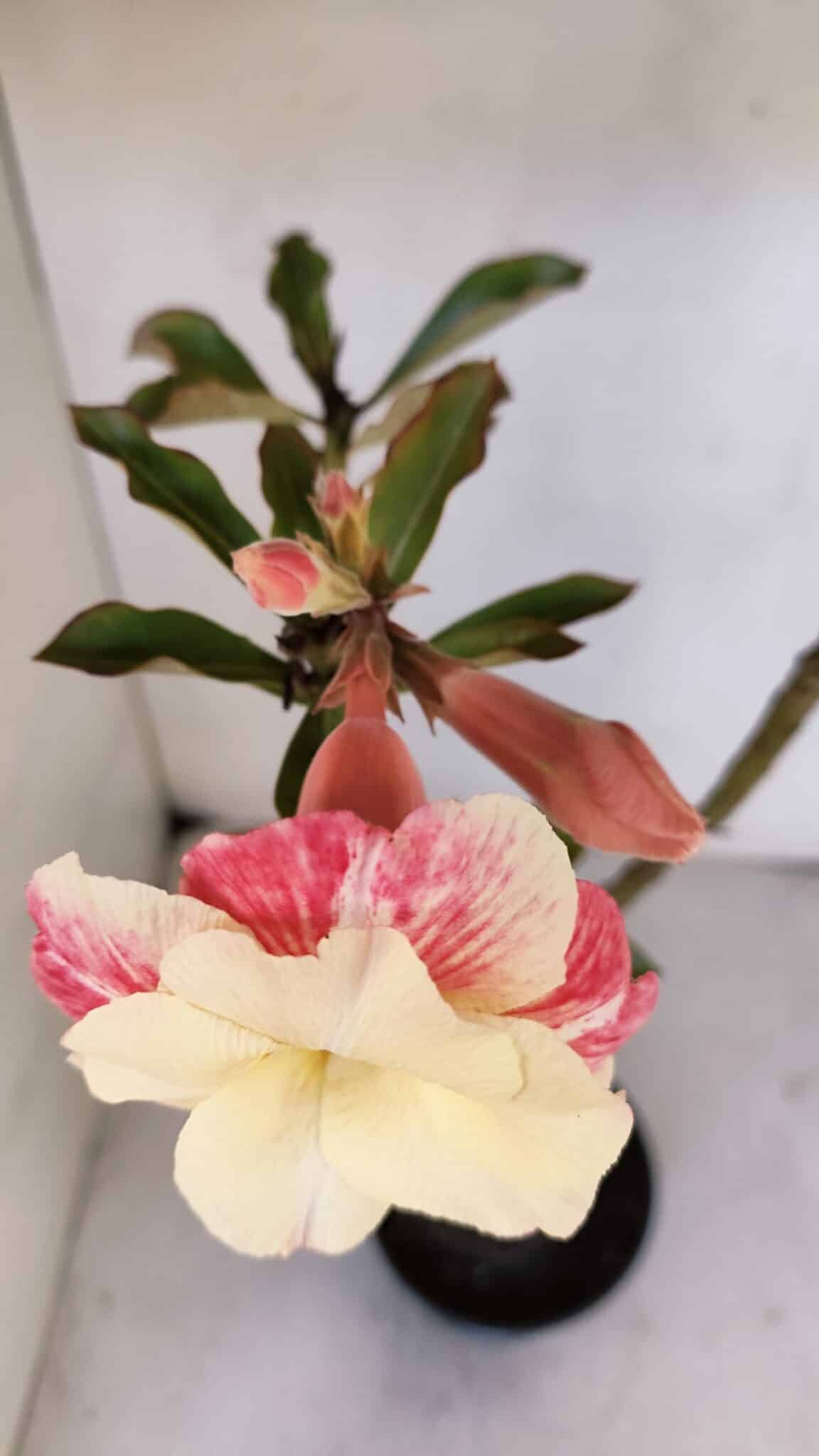 Planta Dobrada 3230 – 40cm – 03 anos