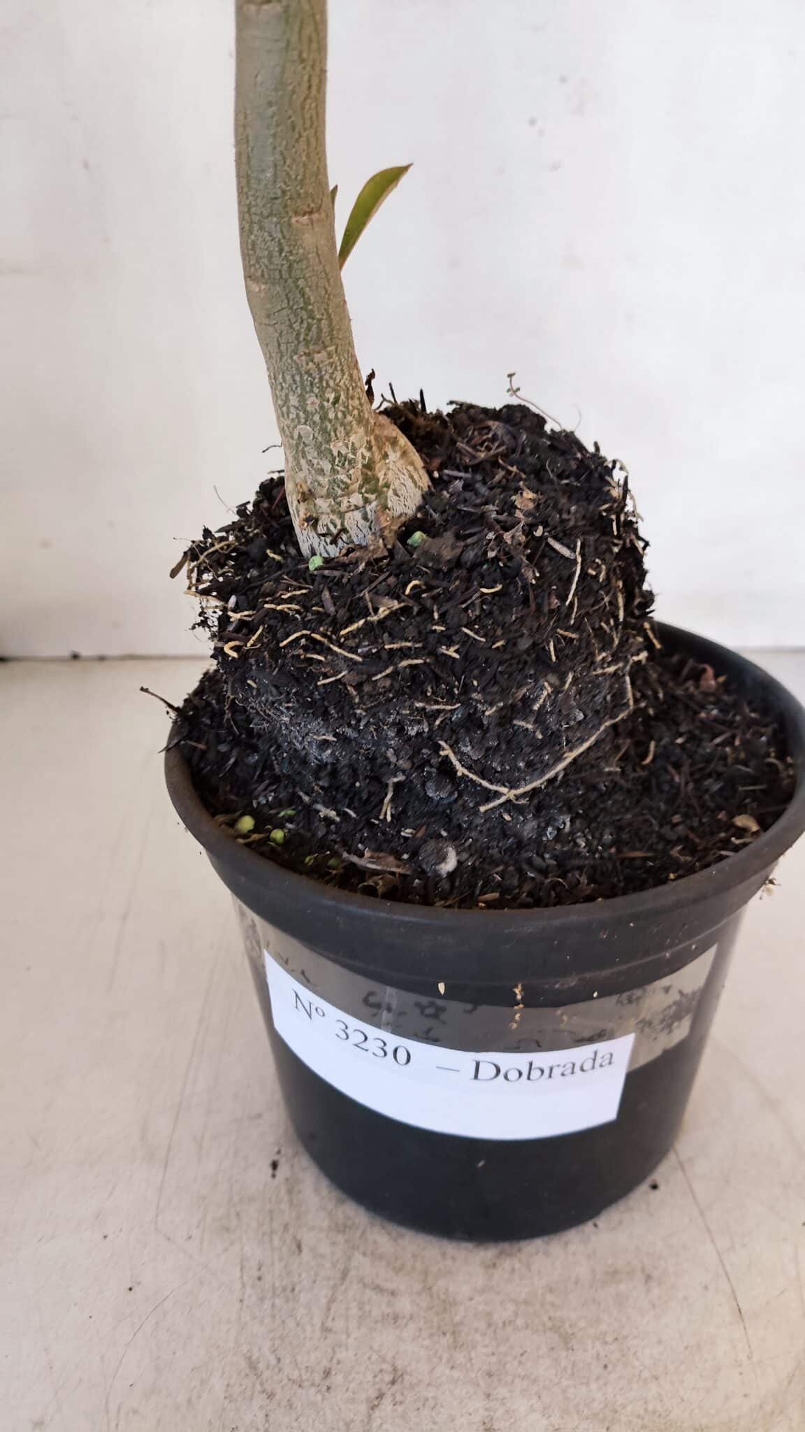 Planta Dobrada 3230 – 40cm – 03 anos