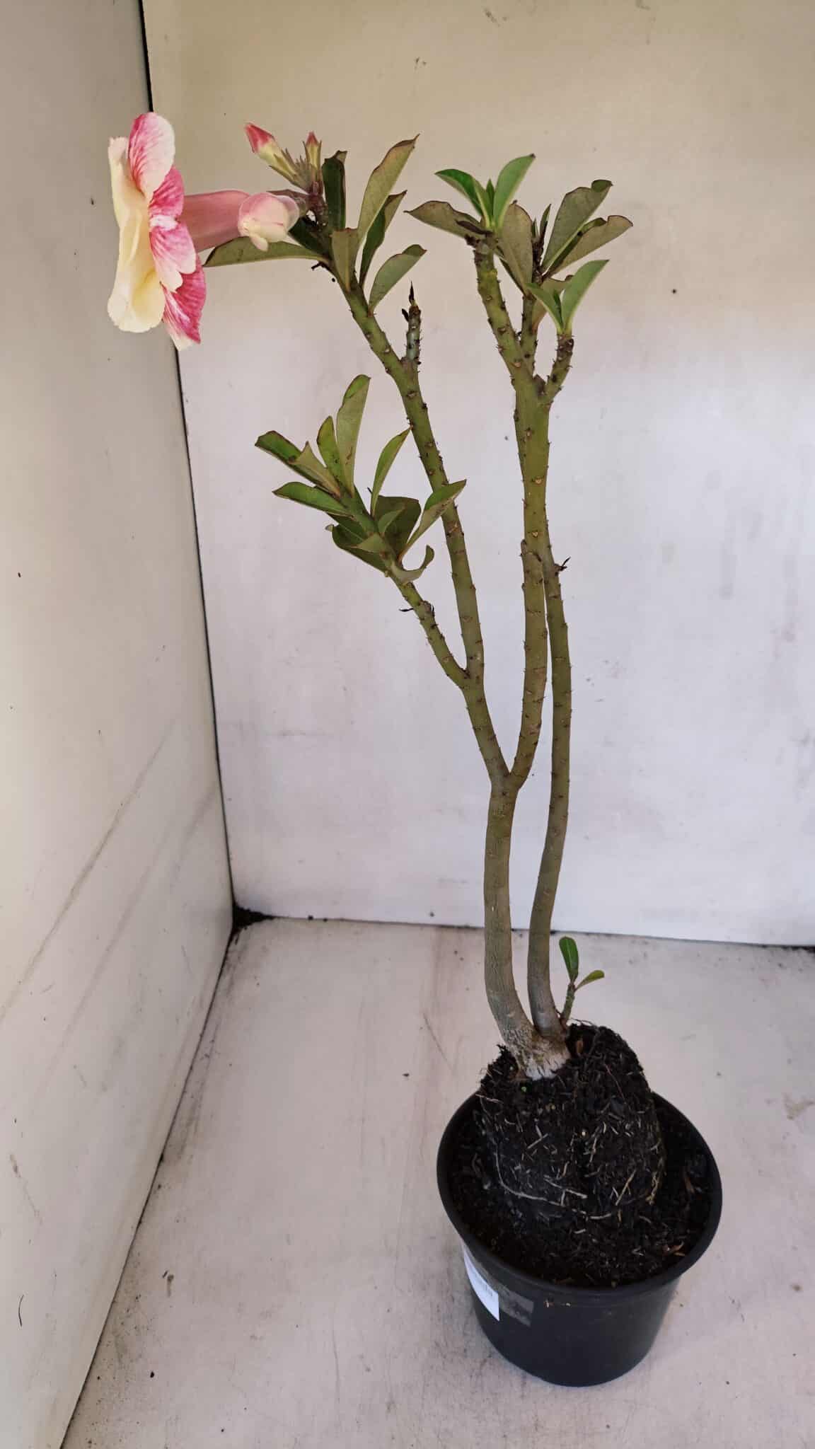 Planta Dobrada 3230 – 40cm – 03 anos