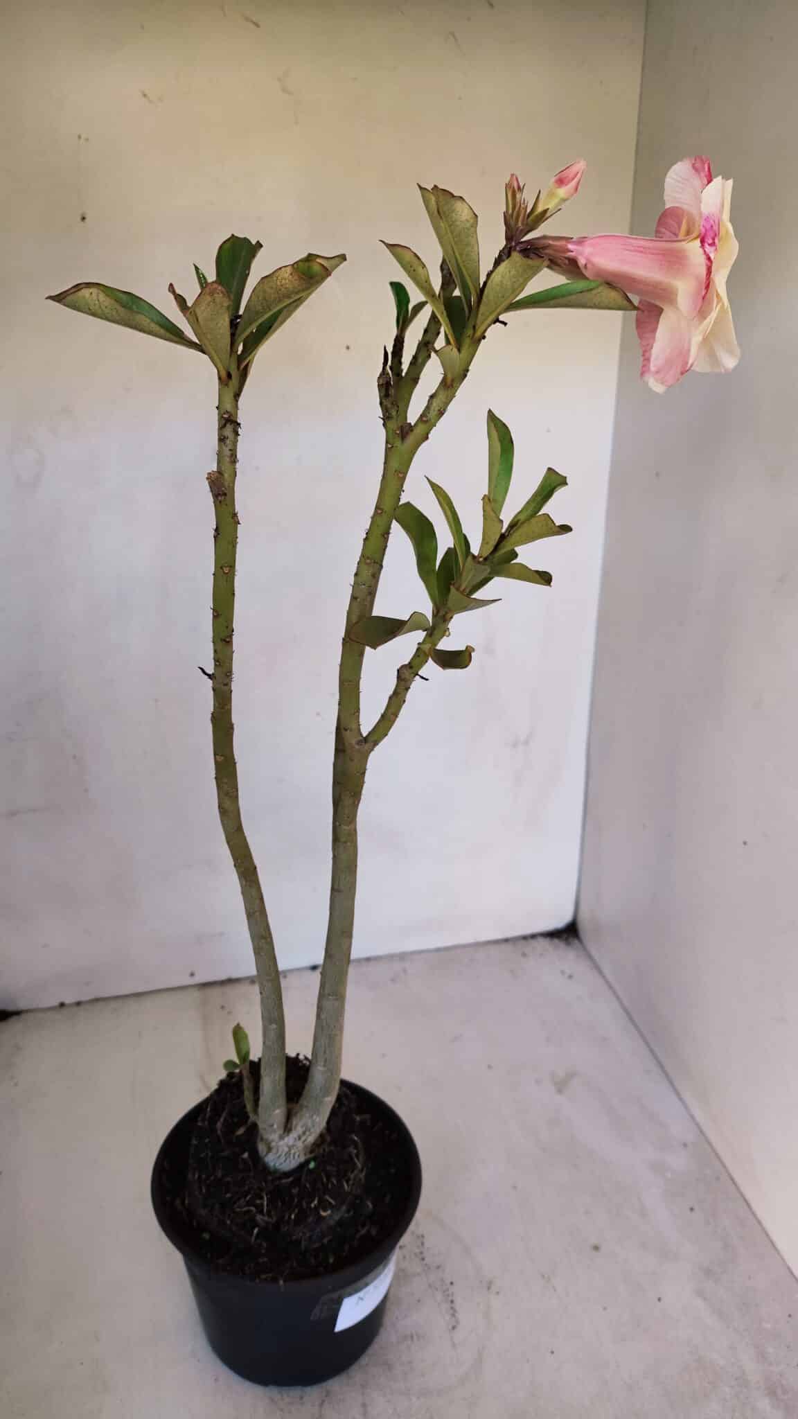 Planta Dobrada 3230 – 40cm – 03 anos