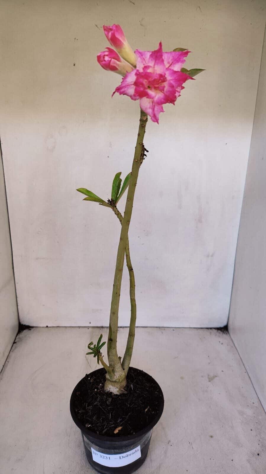 Planta Dobrada 3231 – 35cm – 03 anos