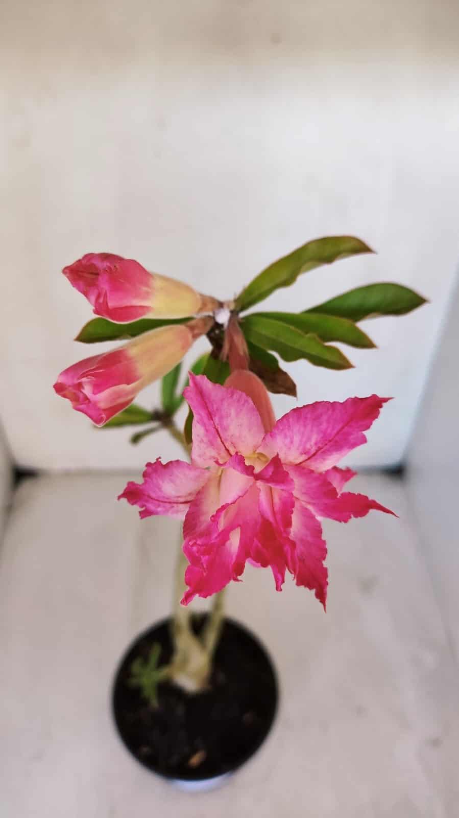 Planta Dobrada 3231 – 35cm – 03 anos