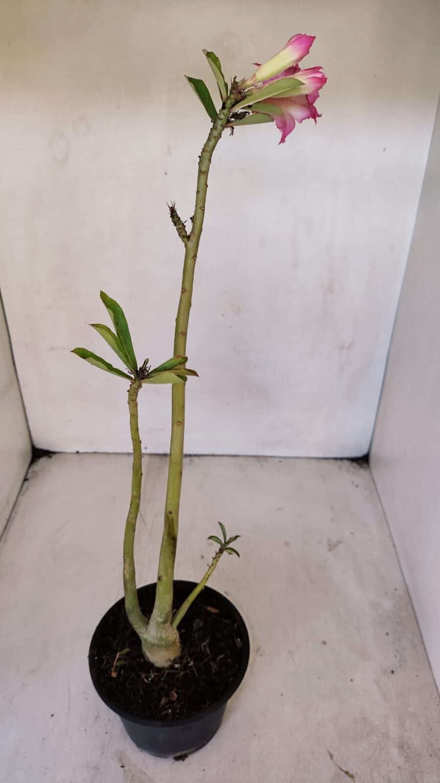 Planta Dobrada 3231 – 35cm – 03 anos