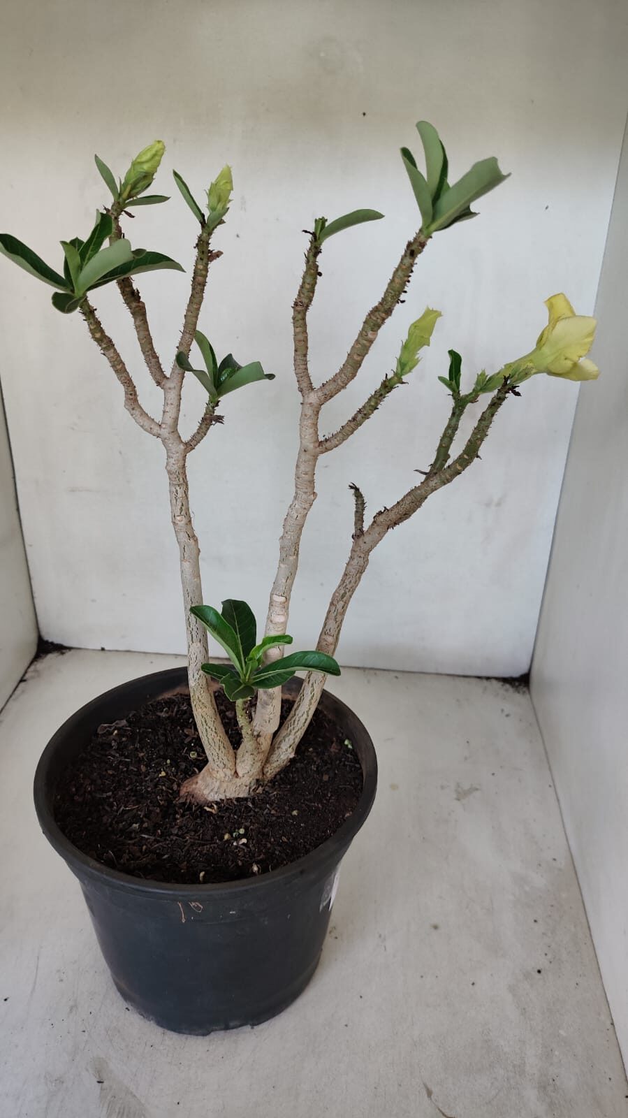 Planta Dobrada 3232 – 40cm – 03 anos