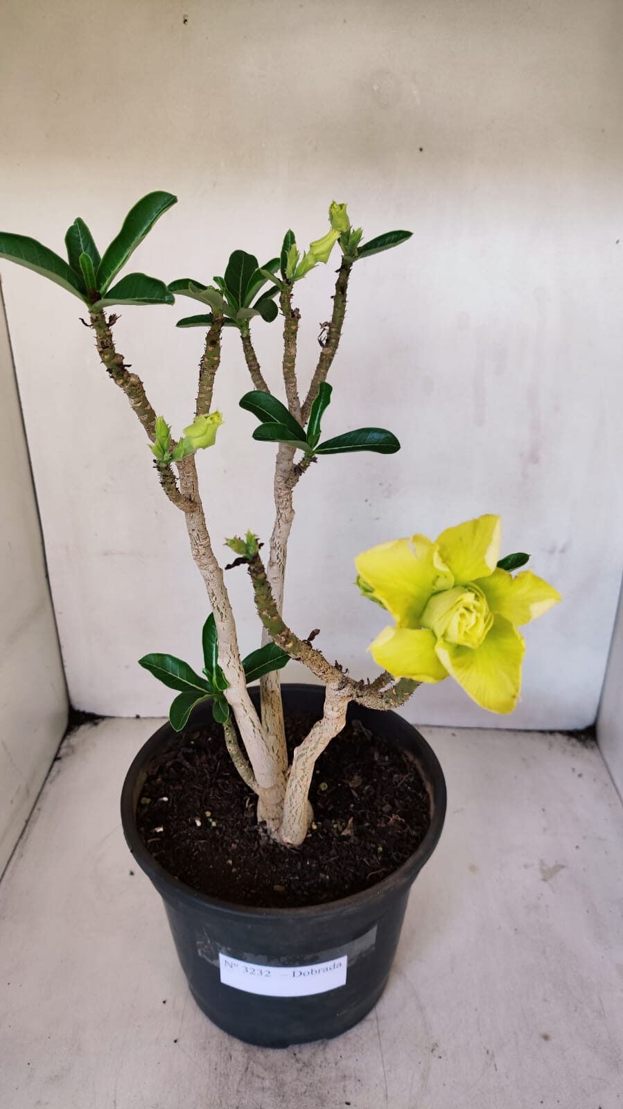 Planta Dobrada 3232 – 40cm – 03 anos