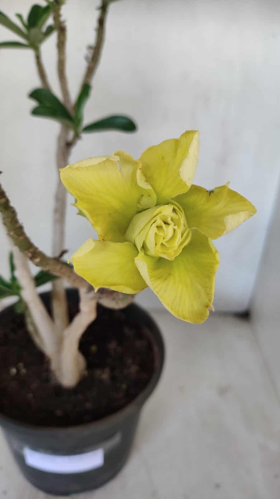 Planta Dobrada 3232 – 40cm – 03 anos
