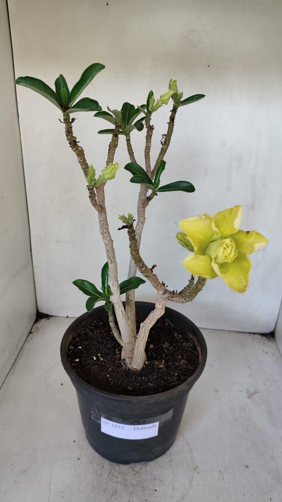 Planta Dobrada 3232 – 40cm – 03 anos