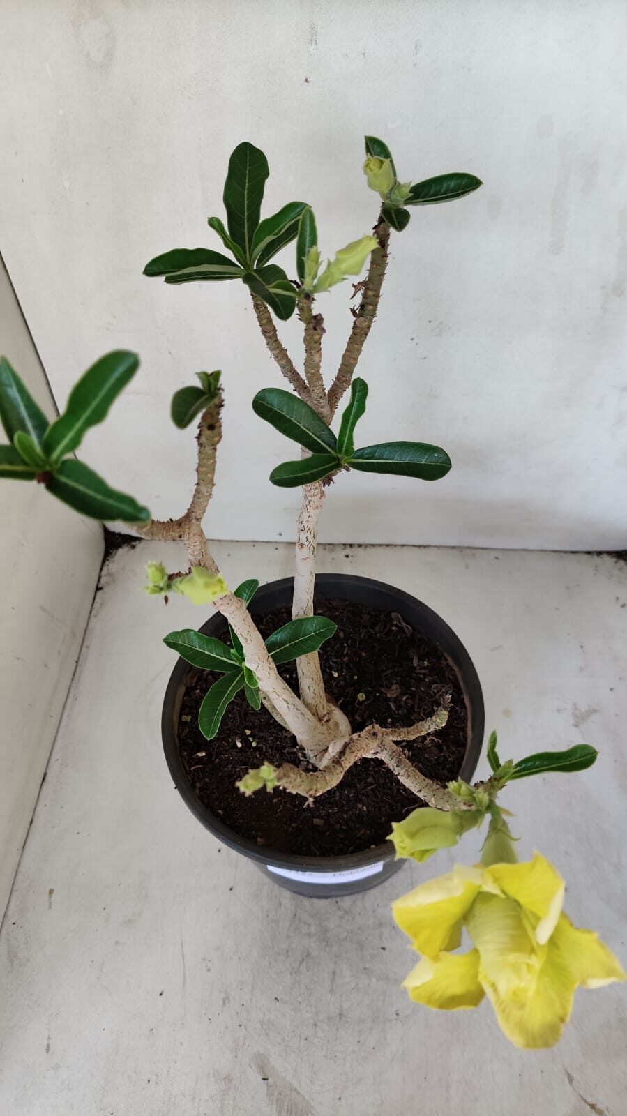 Planta Dobrada 3232 – 40cm – 03 anos
