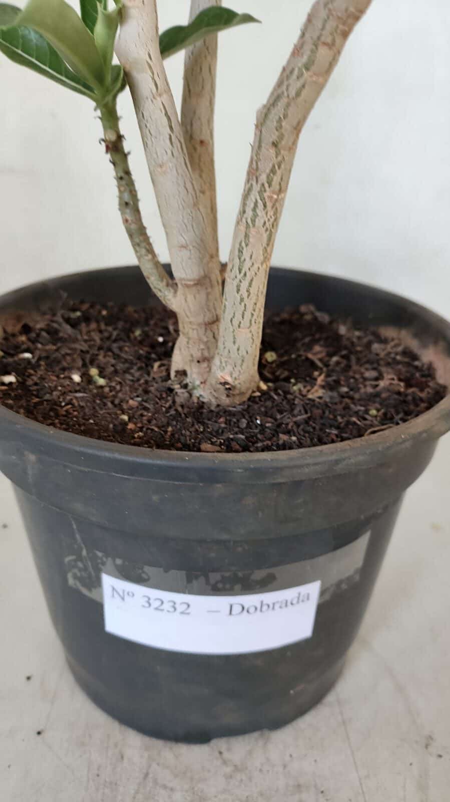 Planta Dobrada 3232 – 40cm – 03 anos