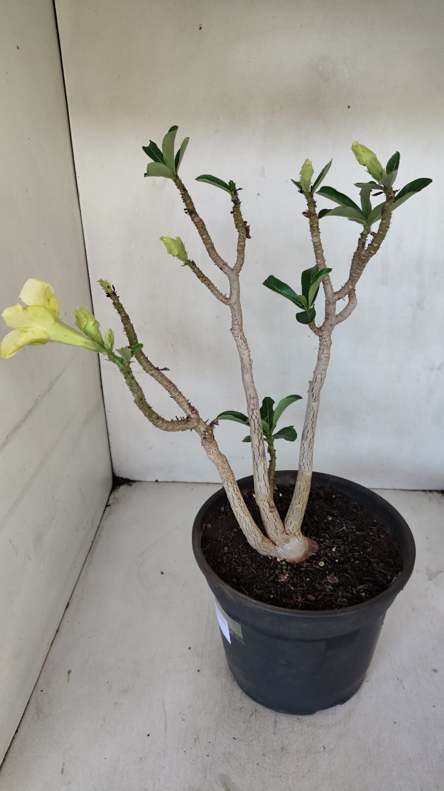 Planta Dobrada 3232 – 40cm – 03 anos