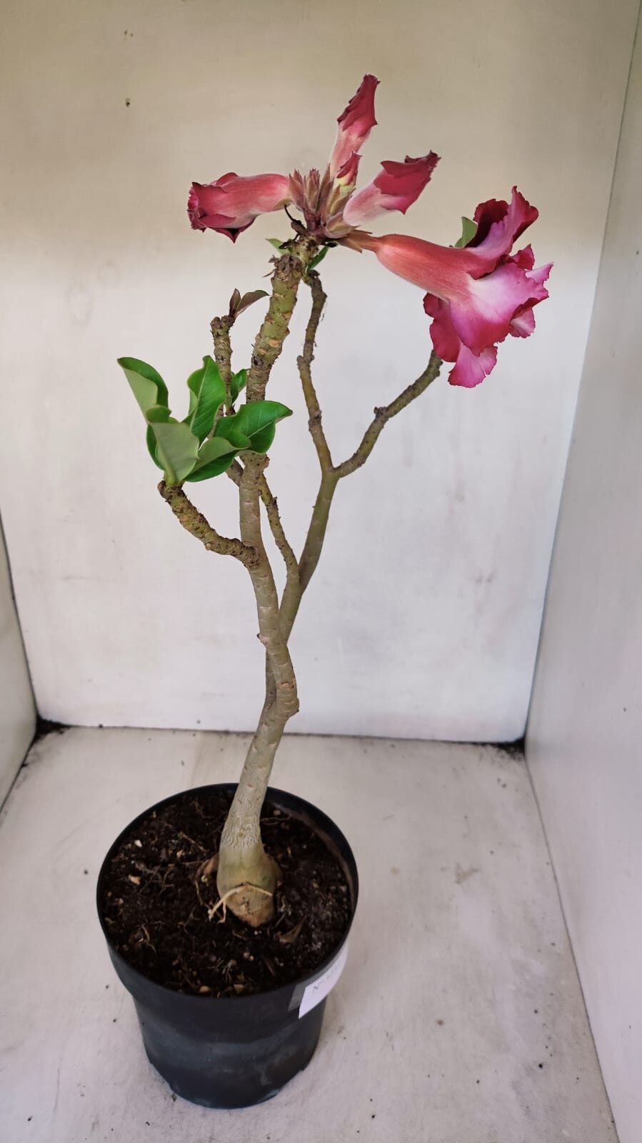 Planta Dobrada 3233 – 40cm – 03 anos - imagem 6