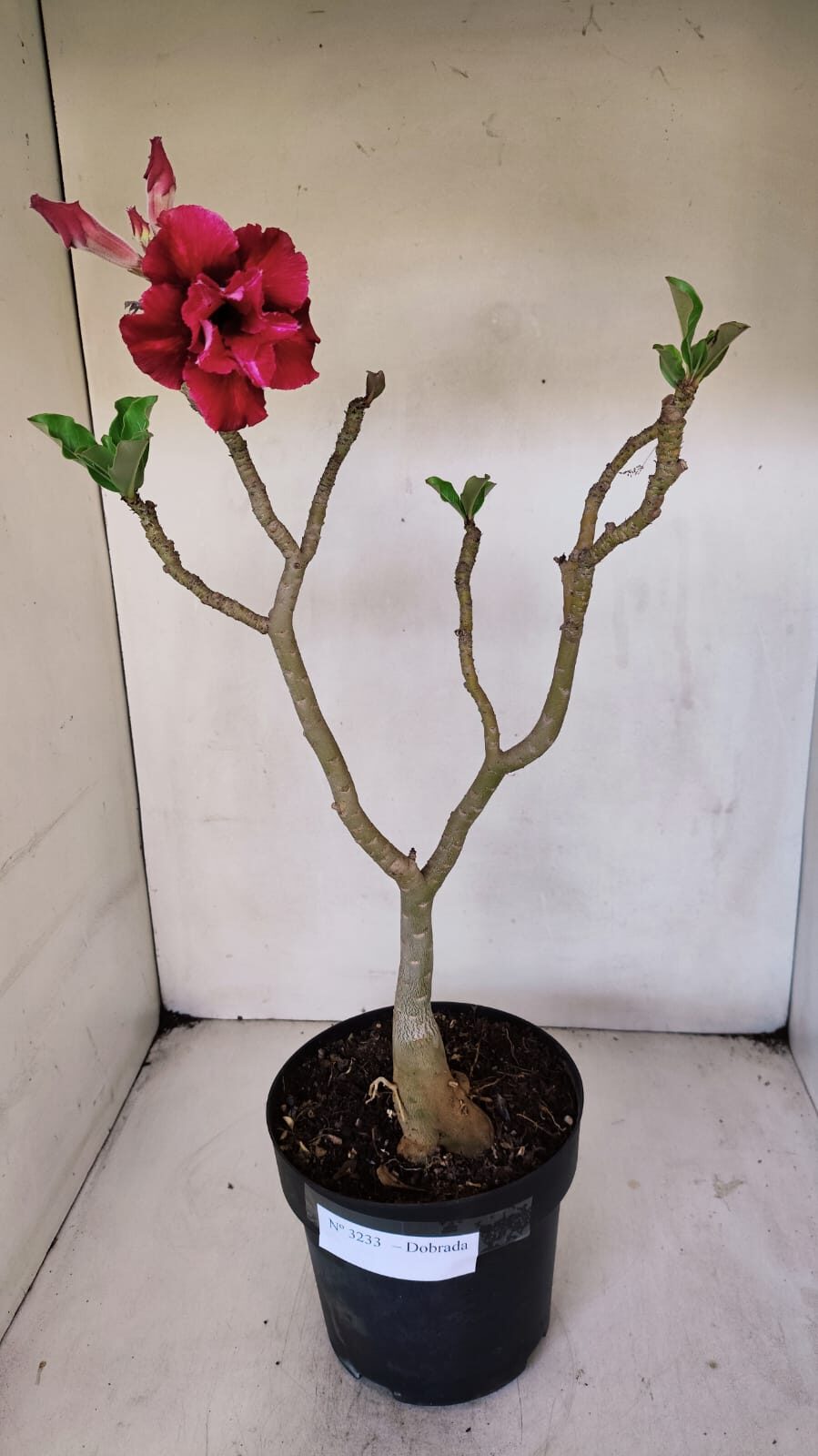 Planta Dobrada 3233 – 40cm – 03 anos - imagem 2