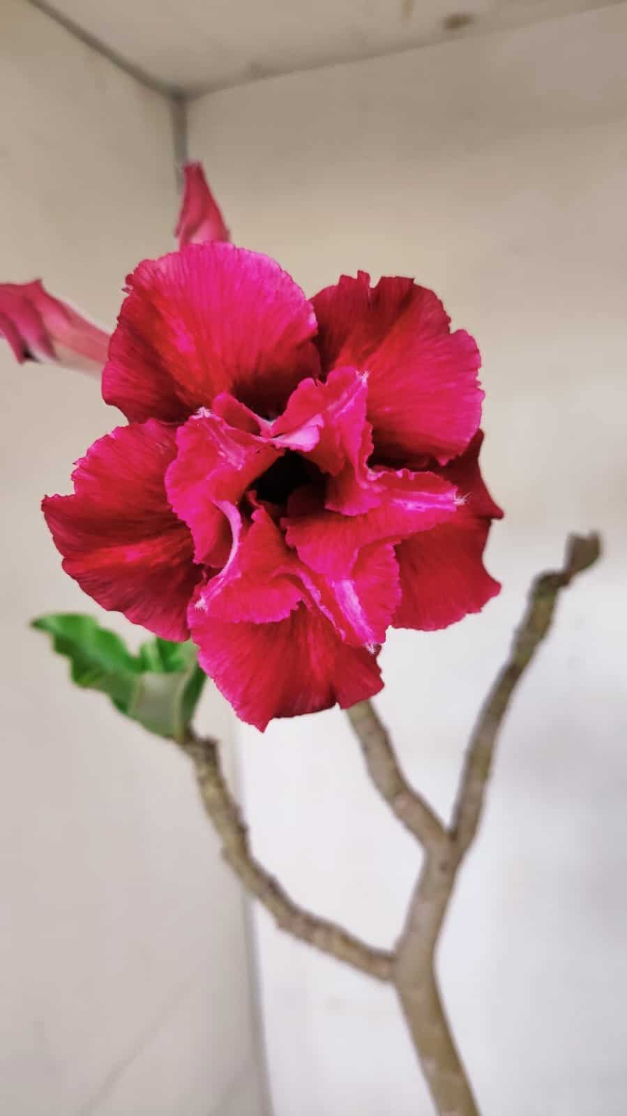 Planta Dobrada 3233 – 40cm – 03 anos - imagem 3