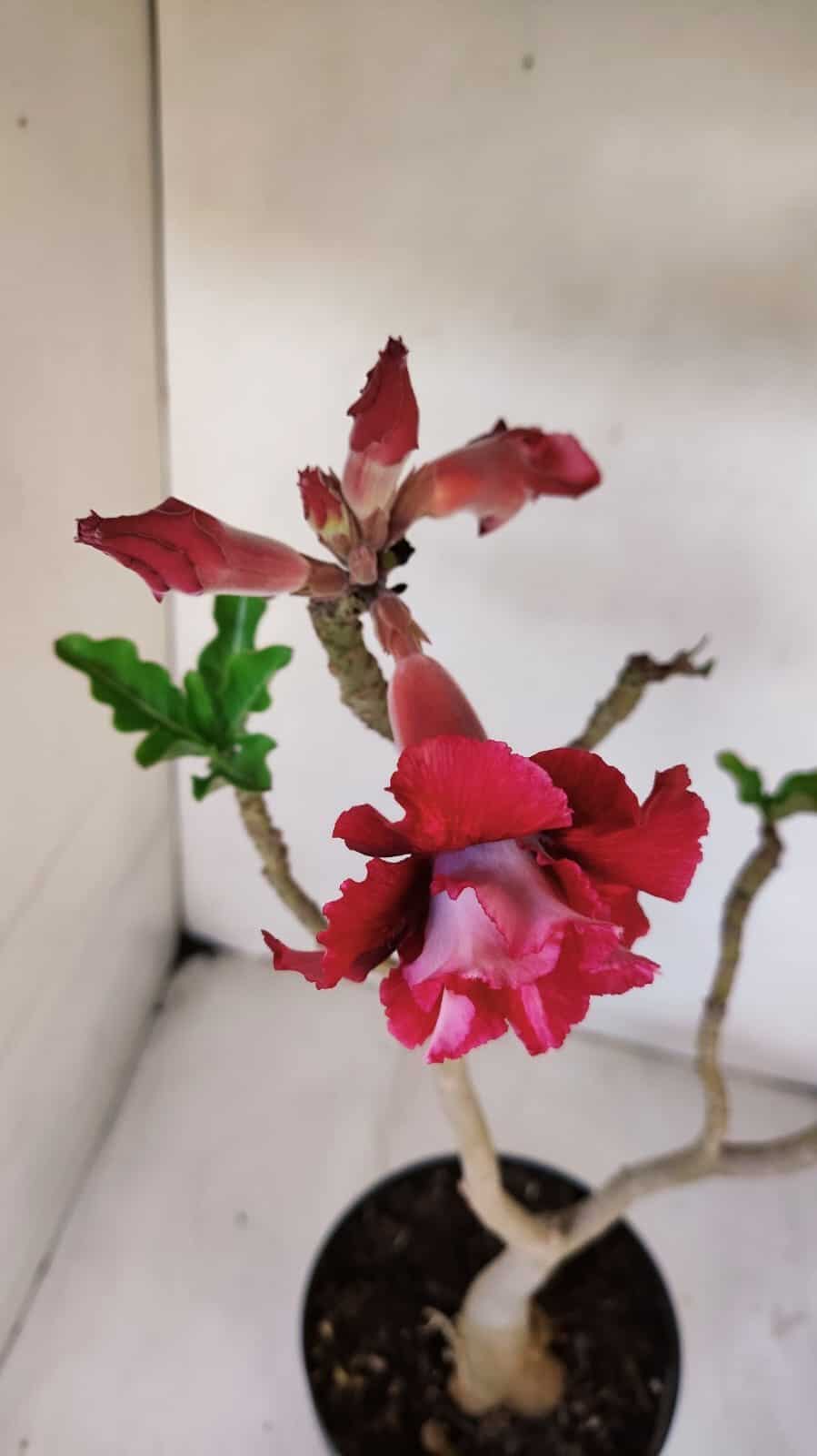Planta Dobrada 3233 – 40cm – 03 anos - imagem 4