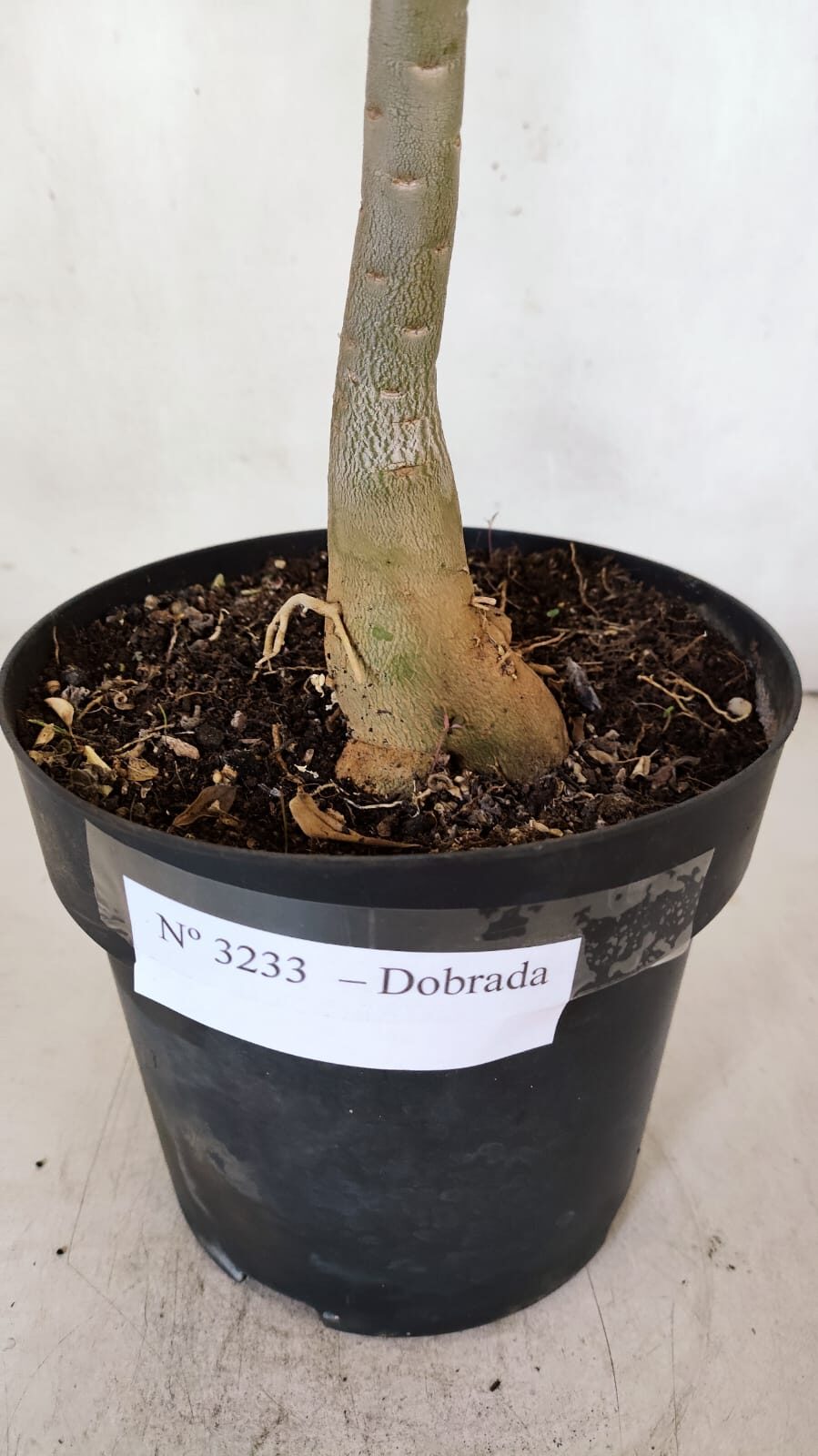 Planta Dobrada 3233 – 40cm – 03 anos - imagem 7