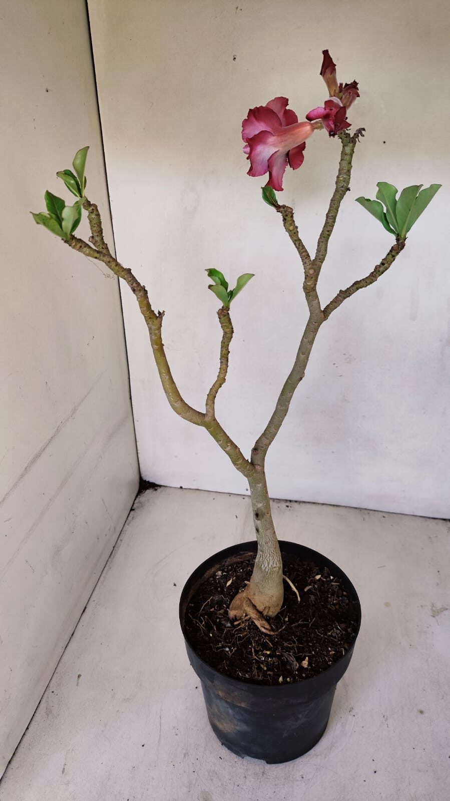Planta Dobrada 3233 – 40cm – 03 anos - imagem 5