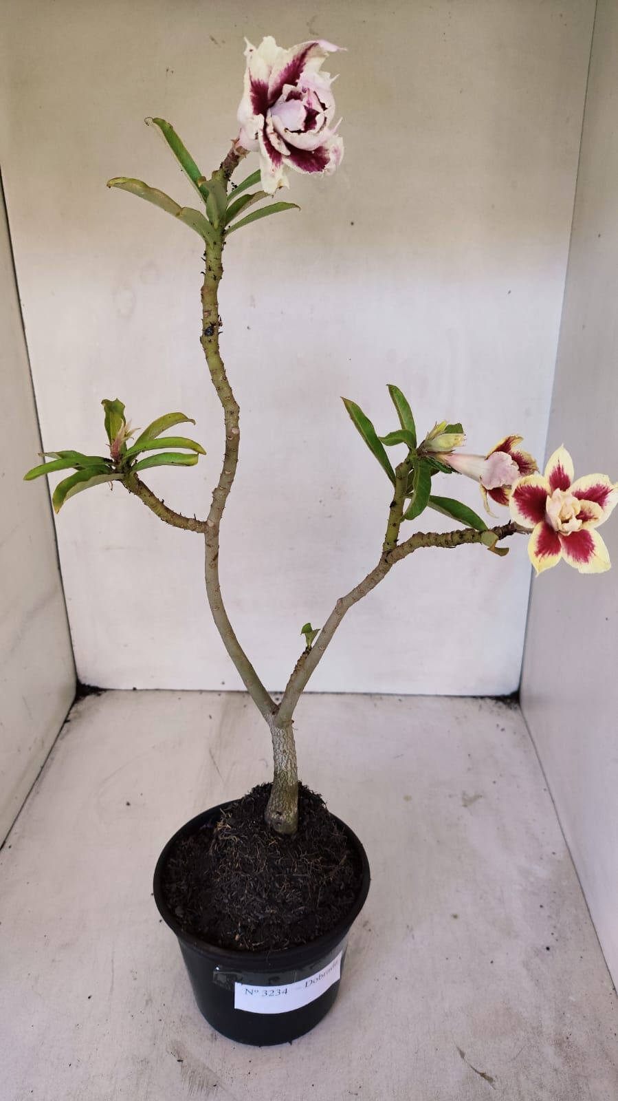 Planta Dobrada 3234 – 40cm – 03 anos