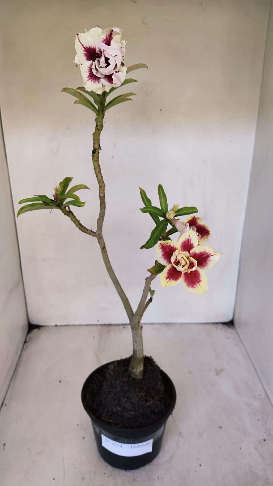 Planta Dobrada 3234 – 40cm – 03 anos
