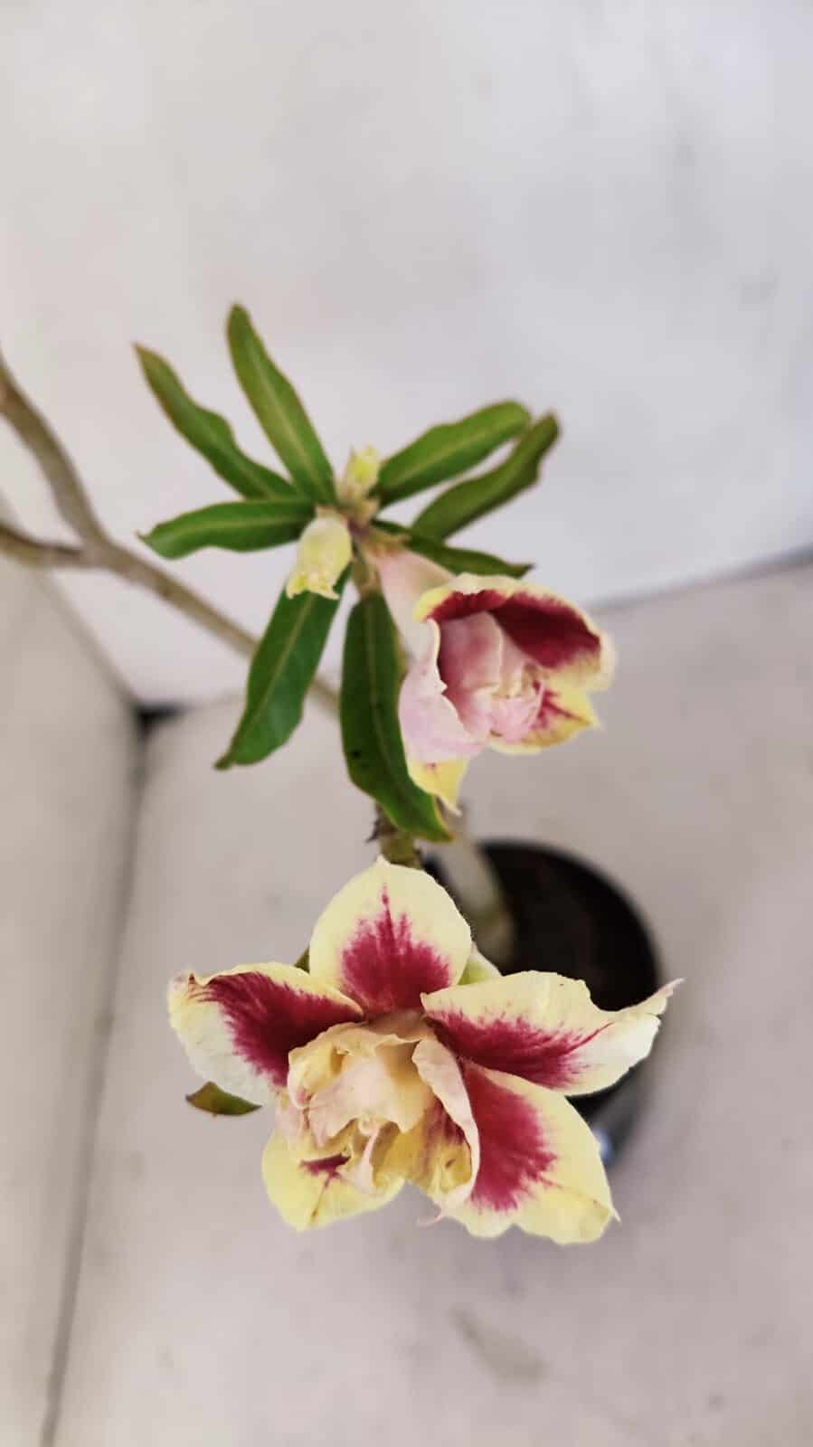 Planta Dobrada 3234 – 40cm – 03 anos