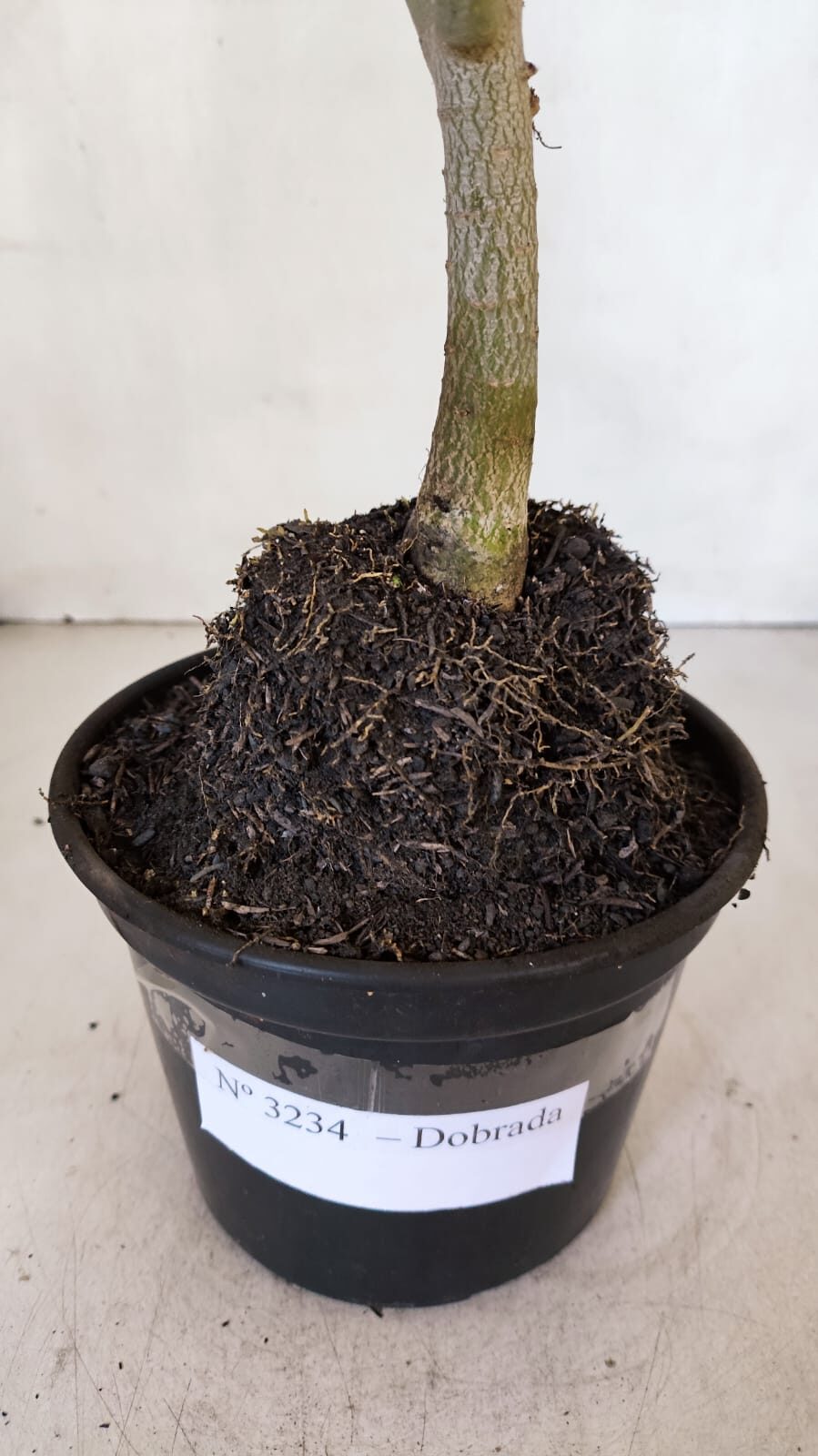 Planta Dobrada 3234 – 40cm – 03 anos