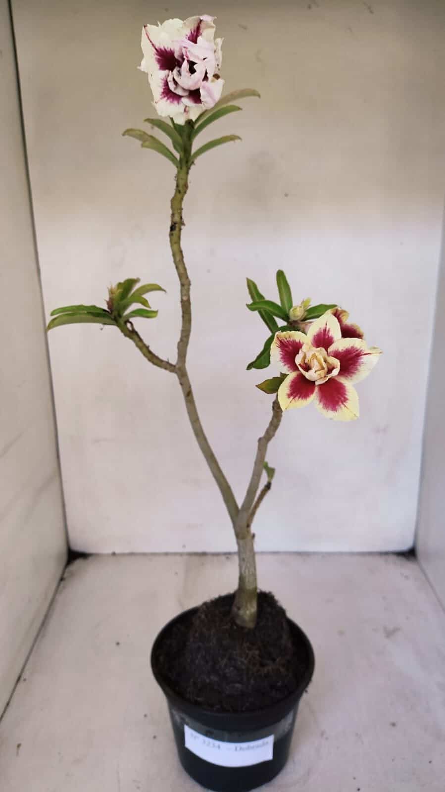 Planta Dobrada 3234 – 40cm – 03 anos