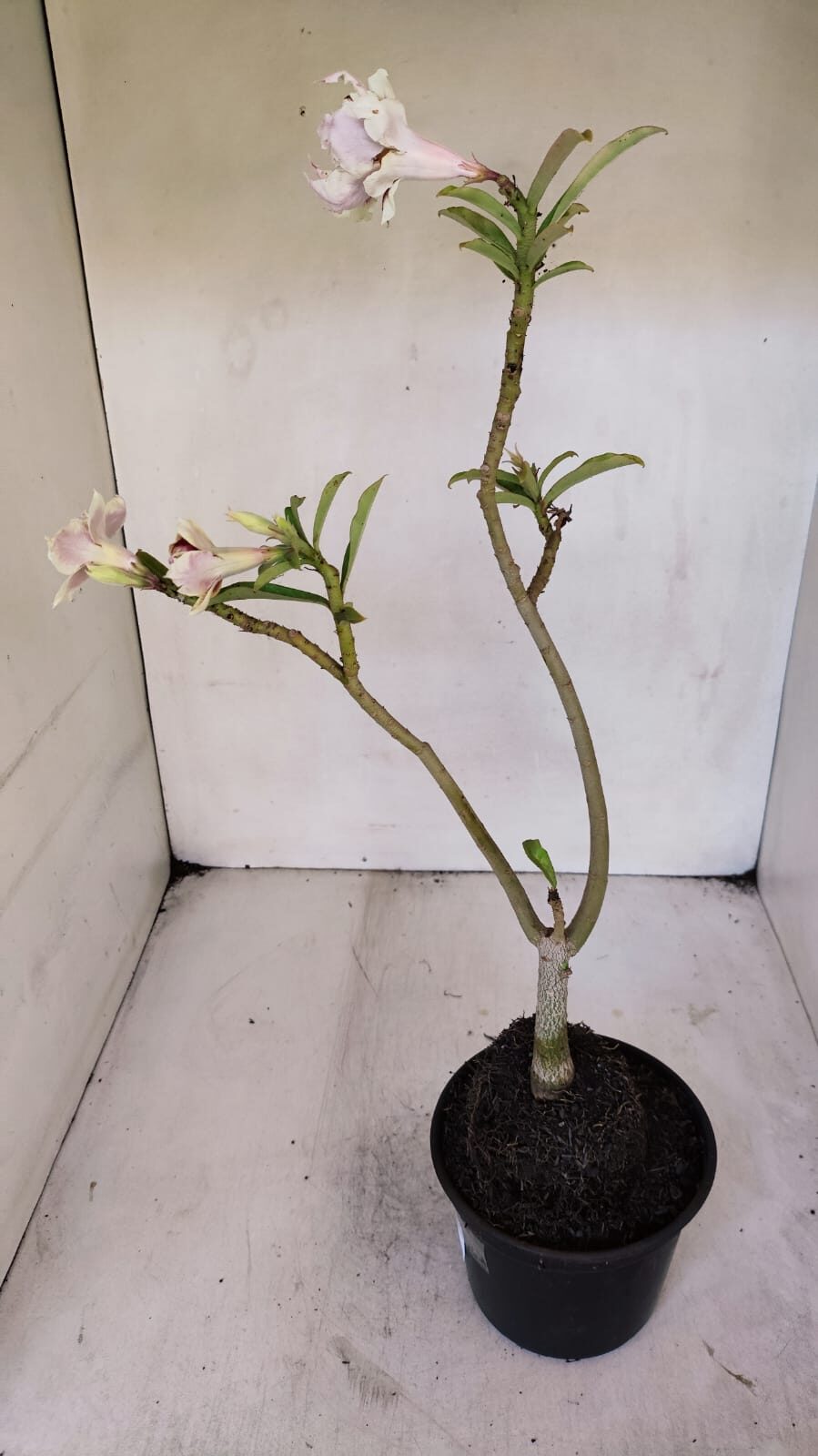 Planta Dobrada 3234 – 40cm – 03 anos