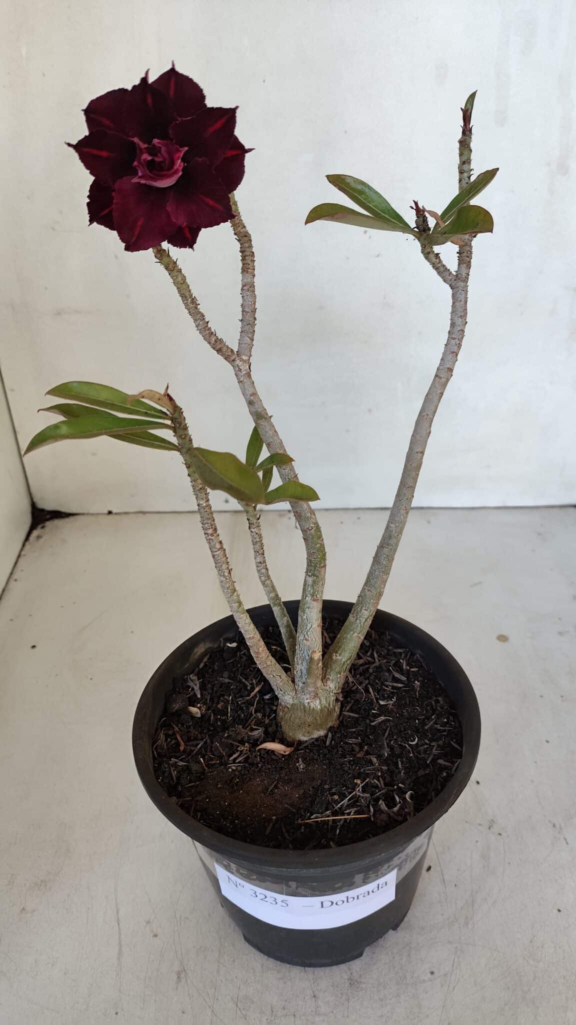 Planta Dobrada 3235 – 30cm – 03 anos