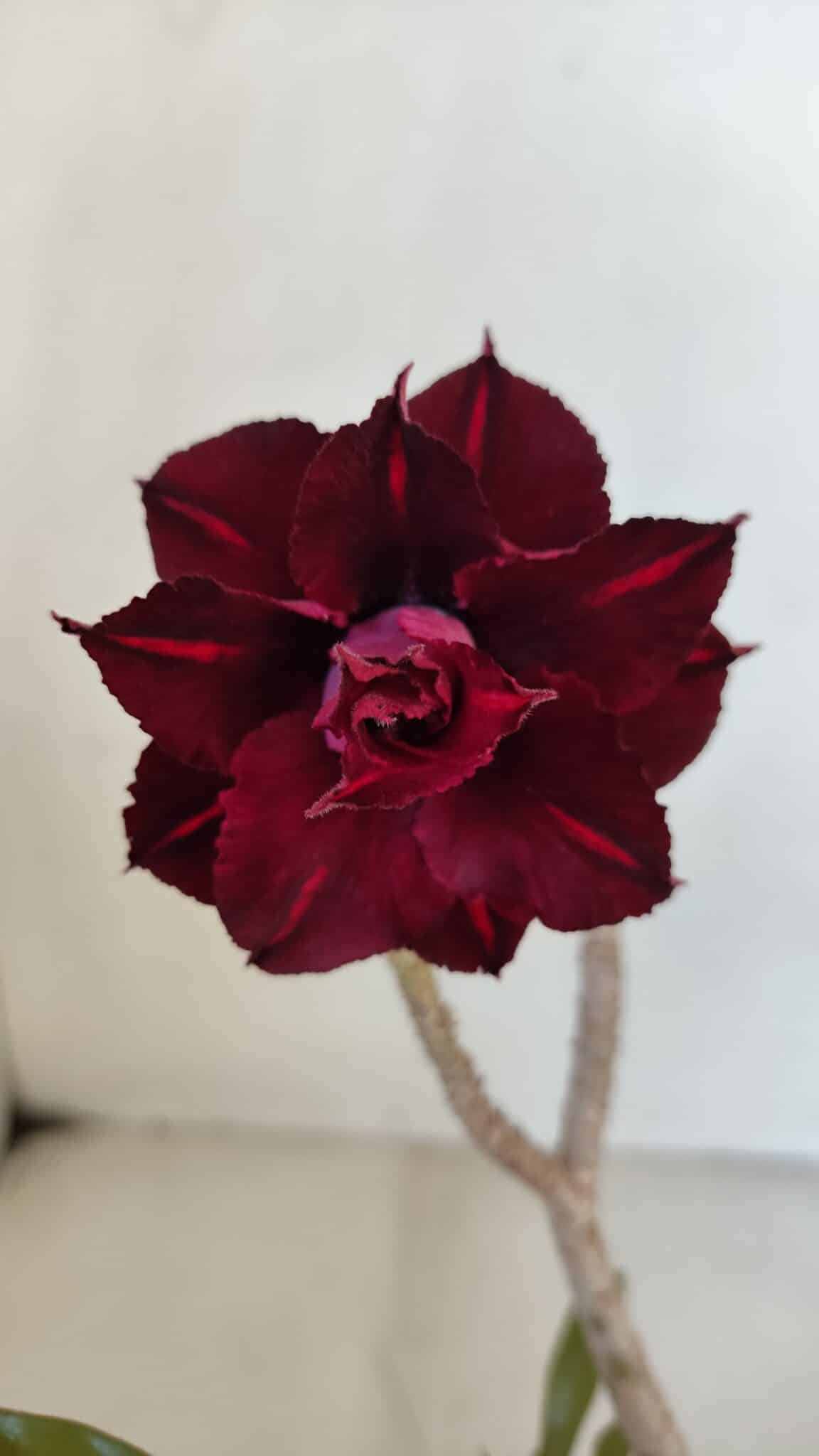 Planta Dobrada 3235 – 30cm – 03 anos