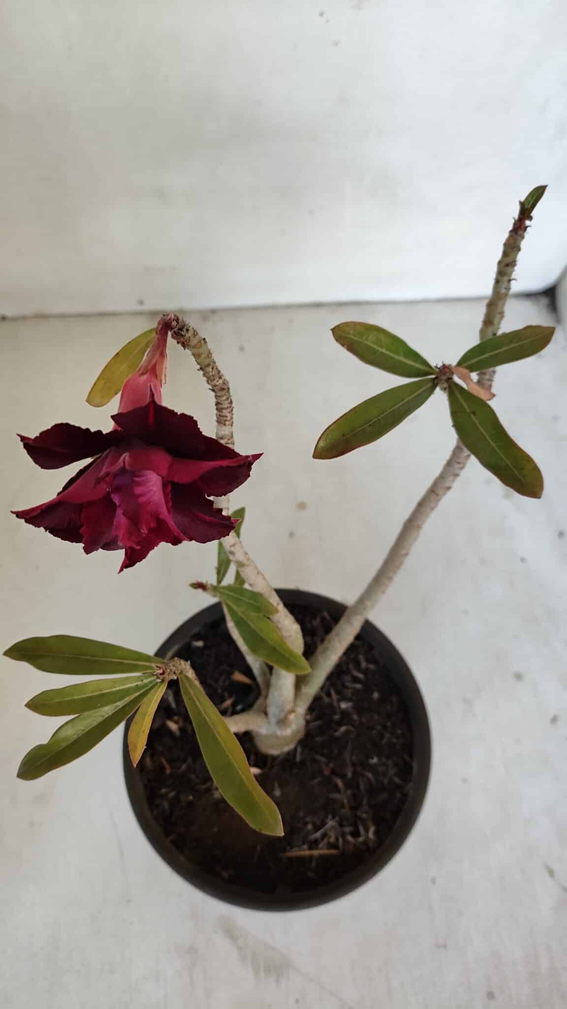 Planta Dobrada 3235 – 30cm – 03 anos
