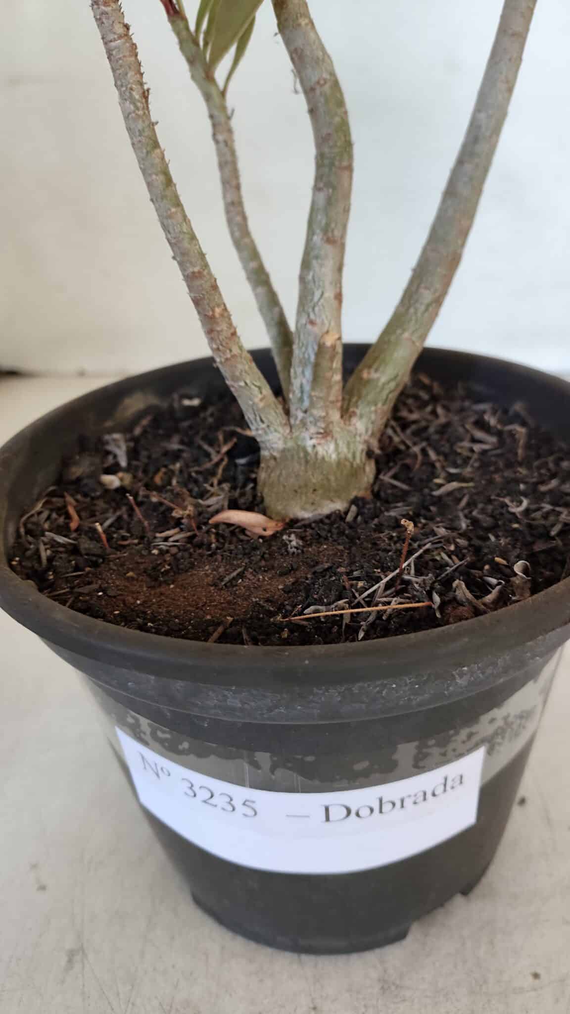 Planta Dobrada 3235 – 30cm – 03 anos