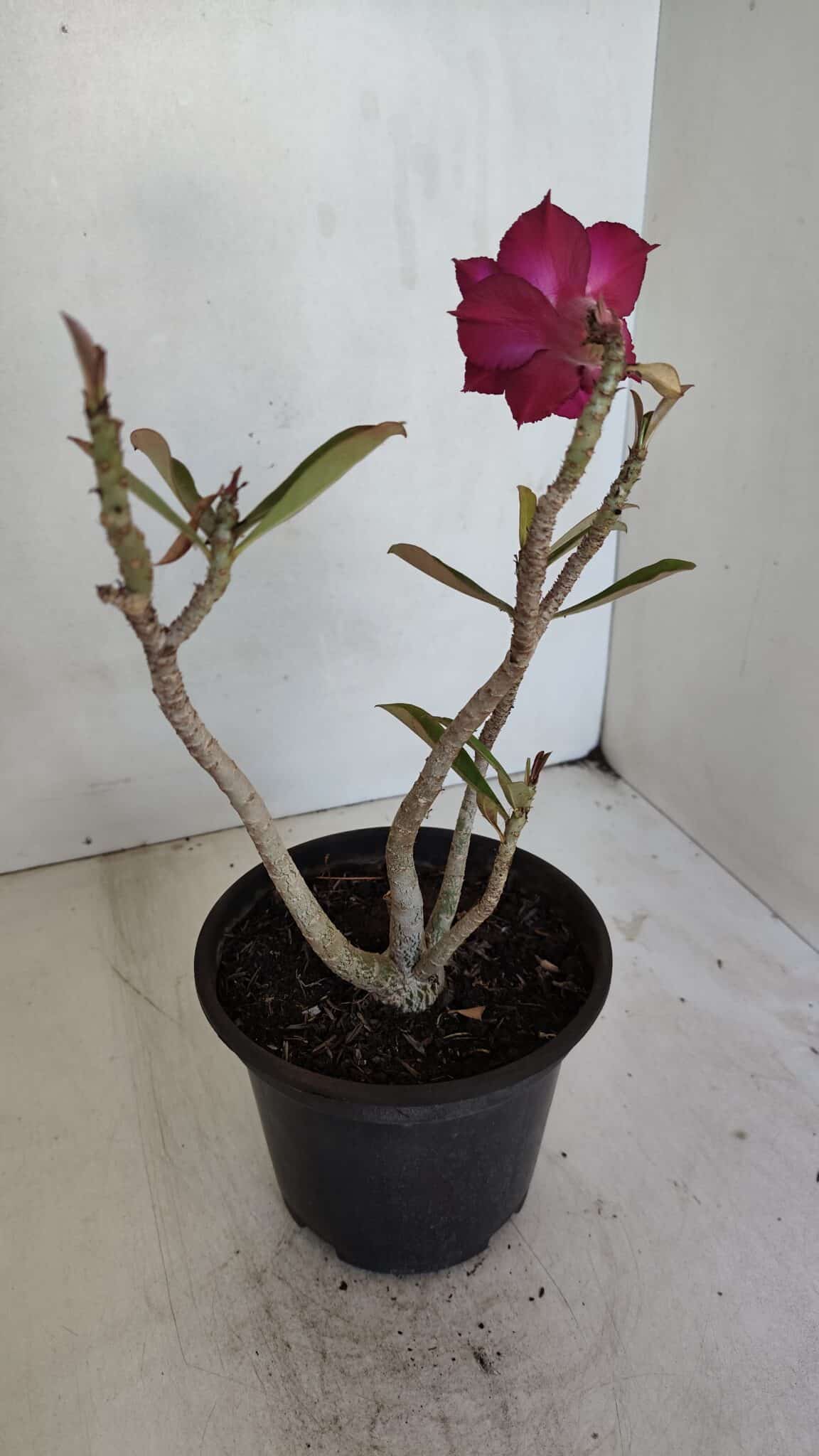 Planta Dobrada 3235 – 30cm – 03 anos
