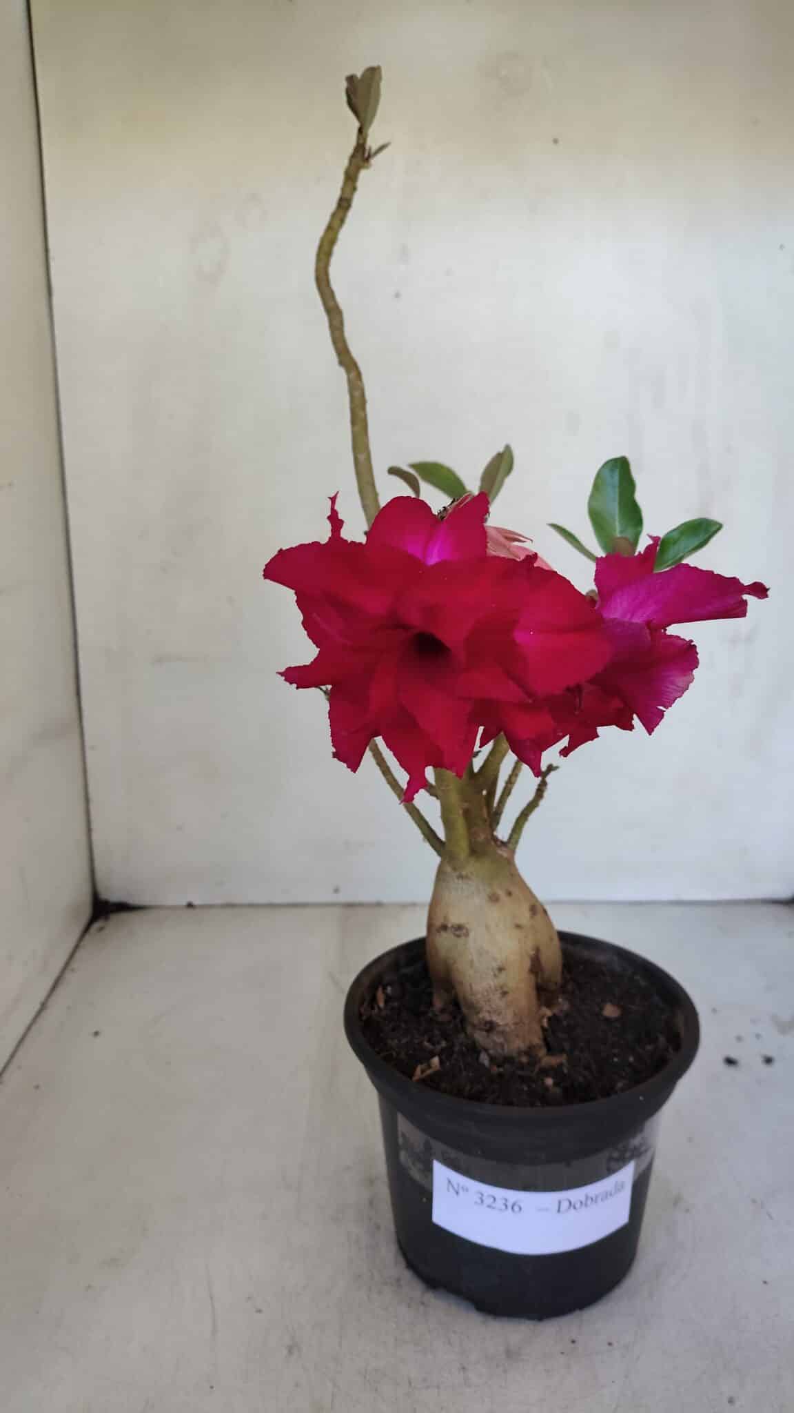 Planta Dobrada 3236 – 35cm – 03 anos