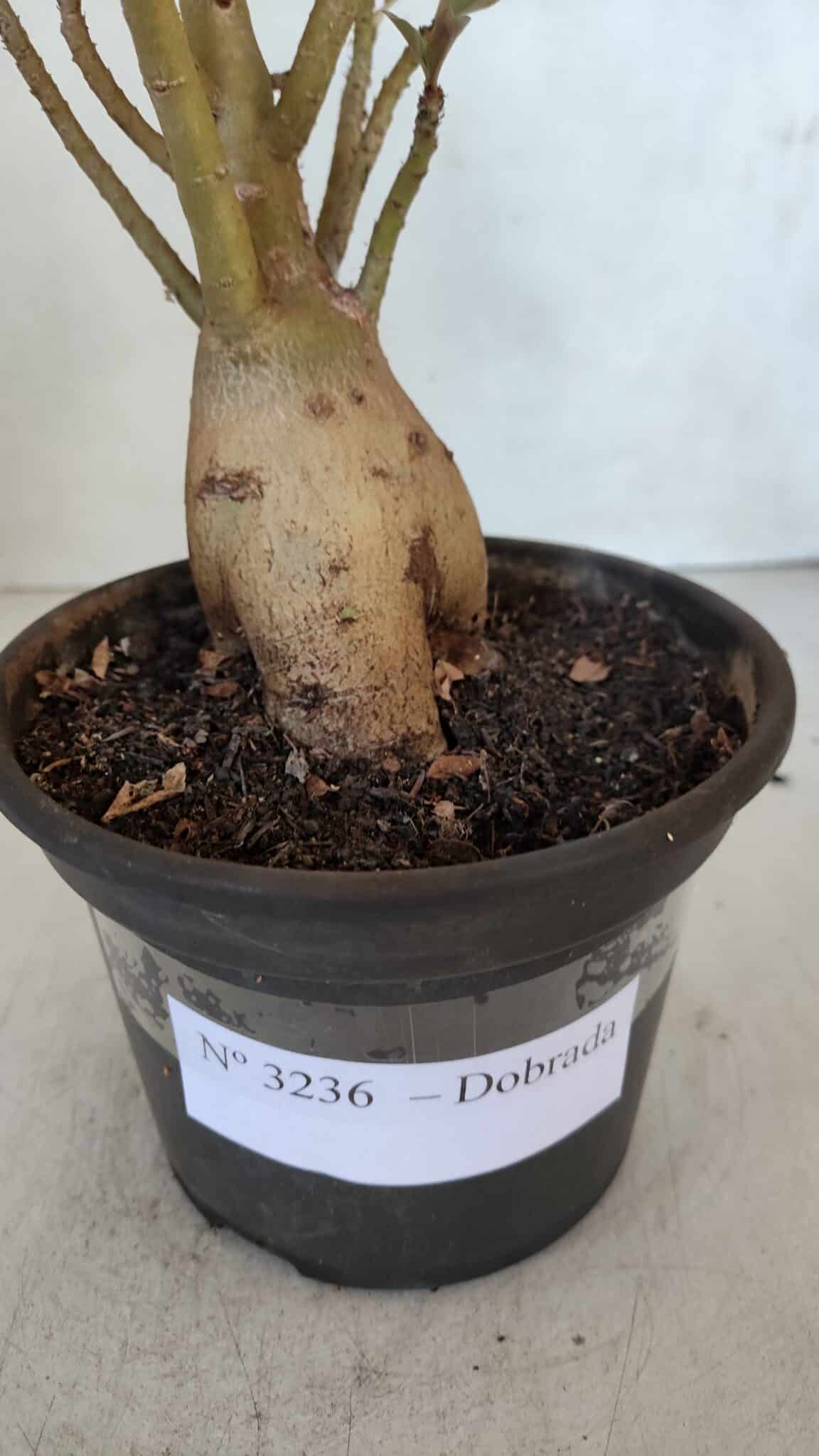 Planta Dobrada 3236 – 35cm – 03 anos