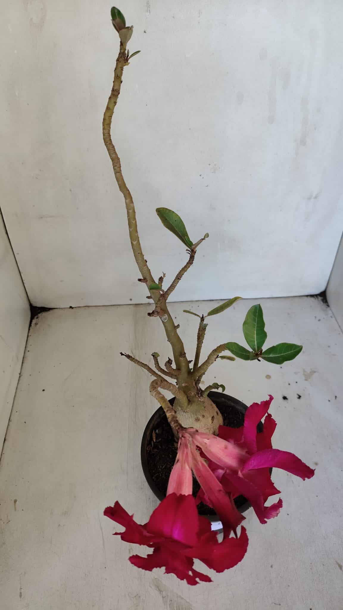Planta Dobrada 3236 – 35cm – 03 anos