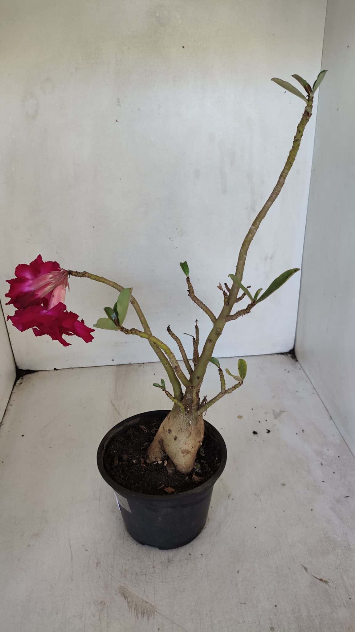 Planta Dobrada 3236 – 35cm – 03 anos