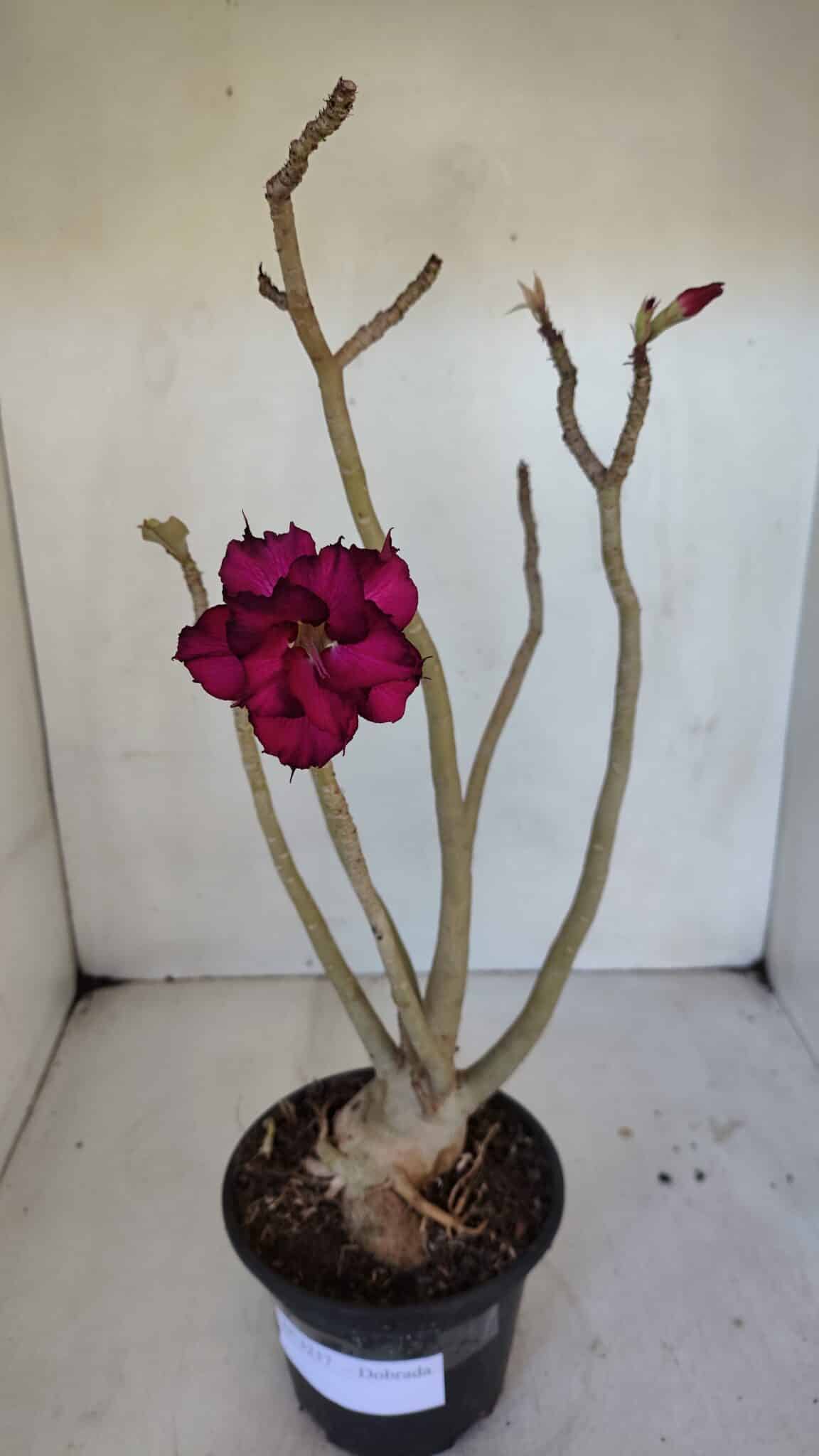 Planta Dobrada 3237 – 35cm – 03 anos